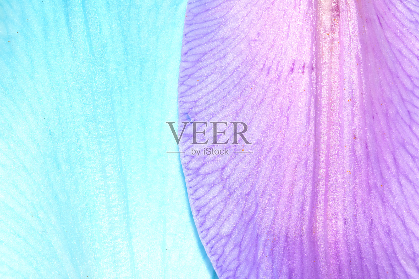 色彩斑斓的百合花特写，带有花粉和花瓣照片摄影图片