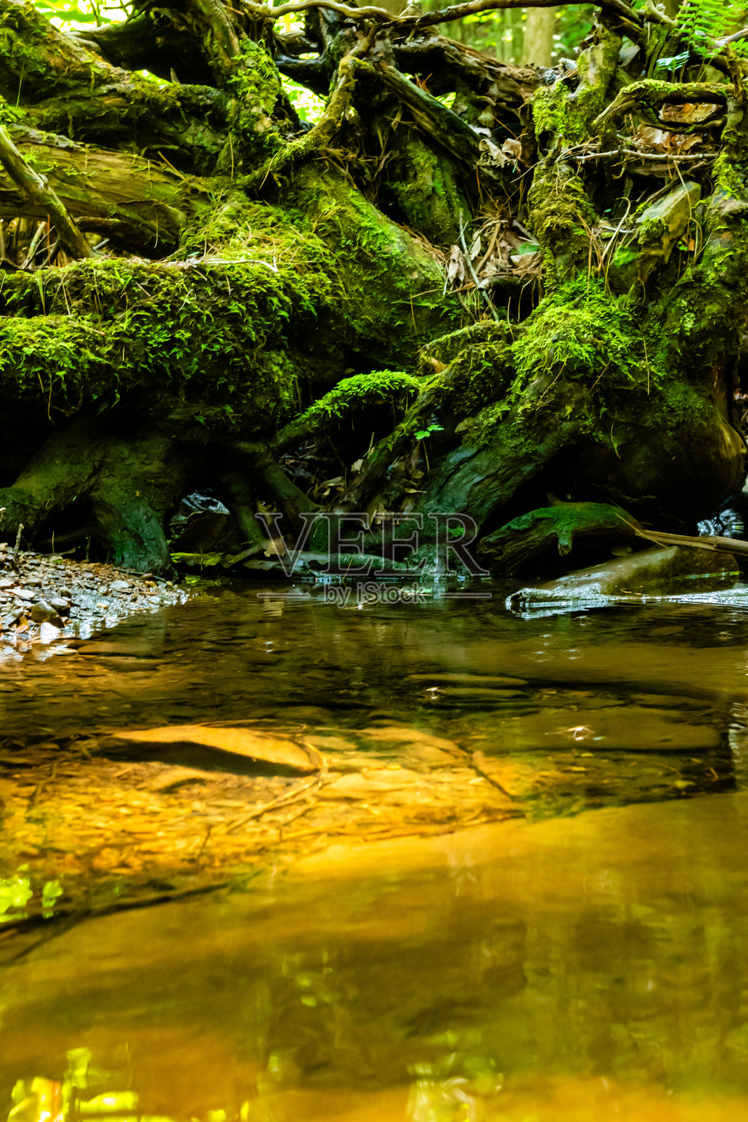 浣熊树枝荒野照片摄影图片