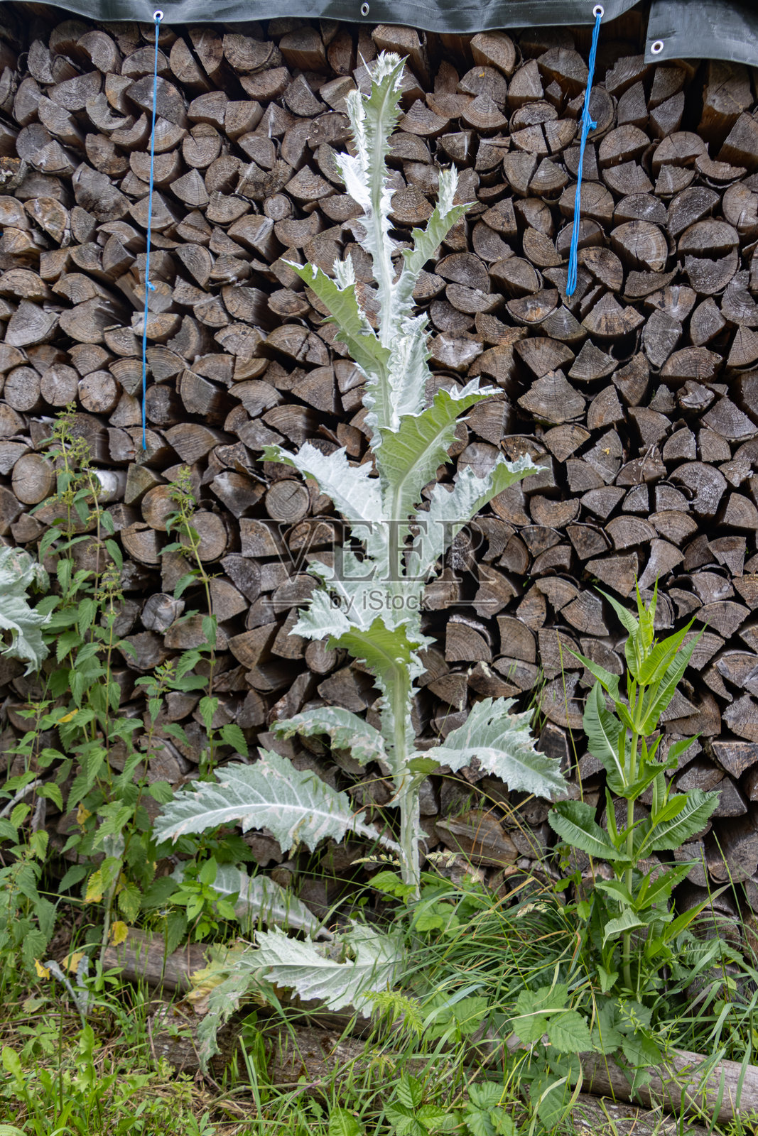 棉蓟，也称为刺蓟或驴刺蓟照片摄影图片