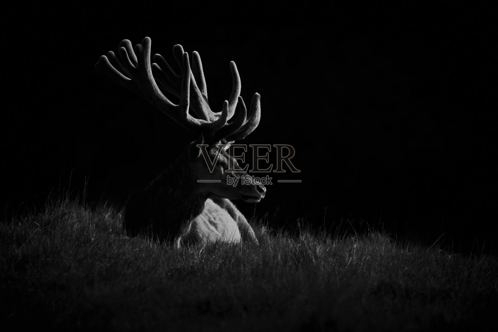 黑白色的红鹿（Cervus elaphus）照片摄影图片