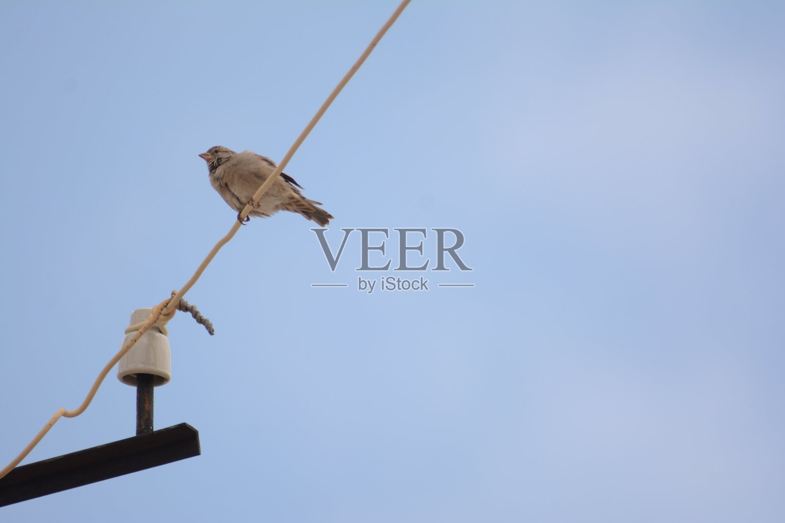 麻雀。电线上栖息的麻雀。野生鸟类墙面艺术，印刷套装。可爱的鸟。照片摄影图片