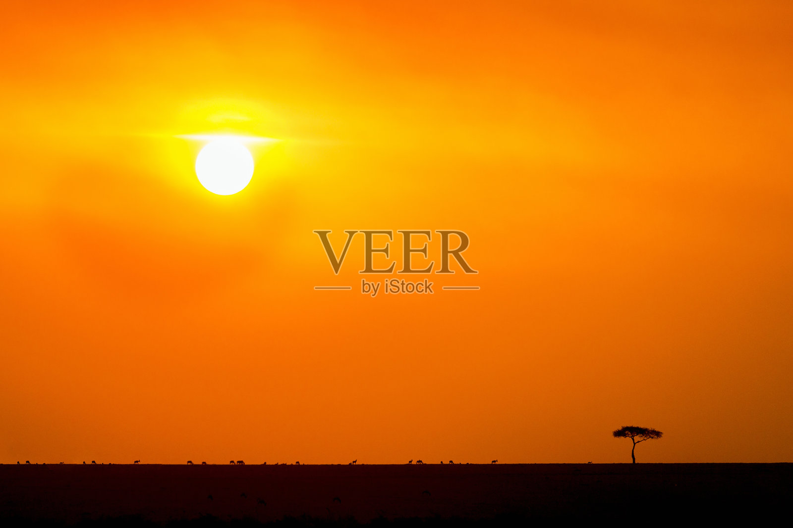 草原上的单棵树与美丽的日落照片摄影图片