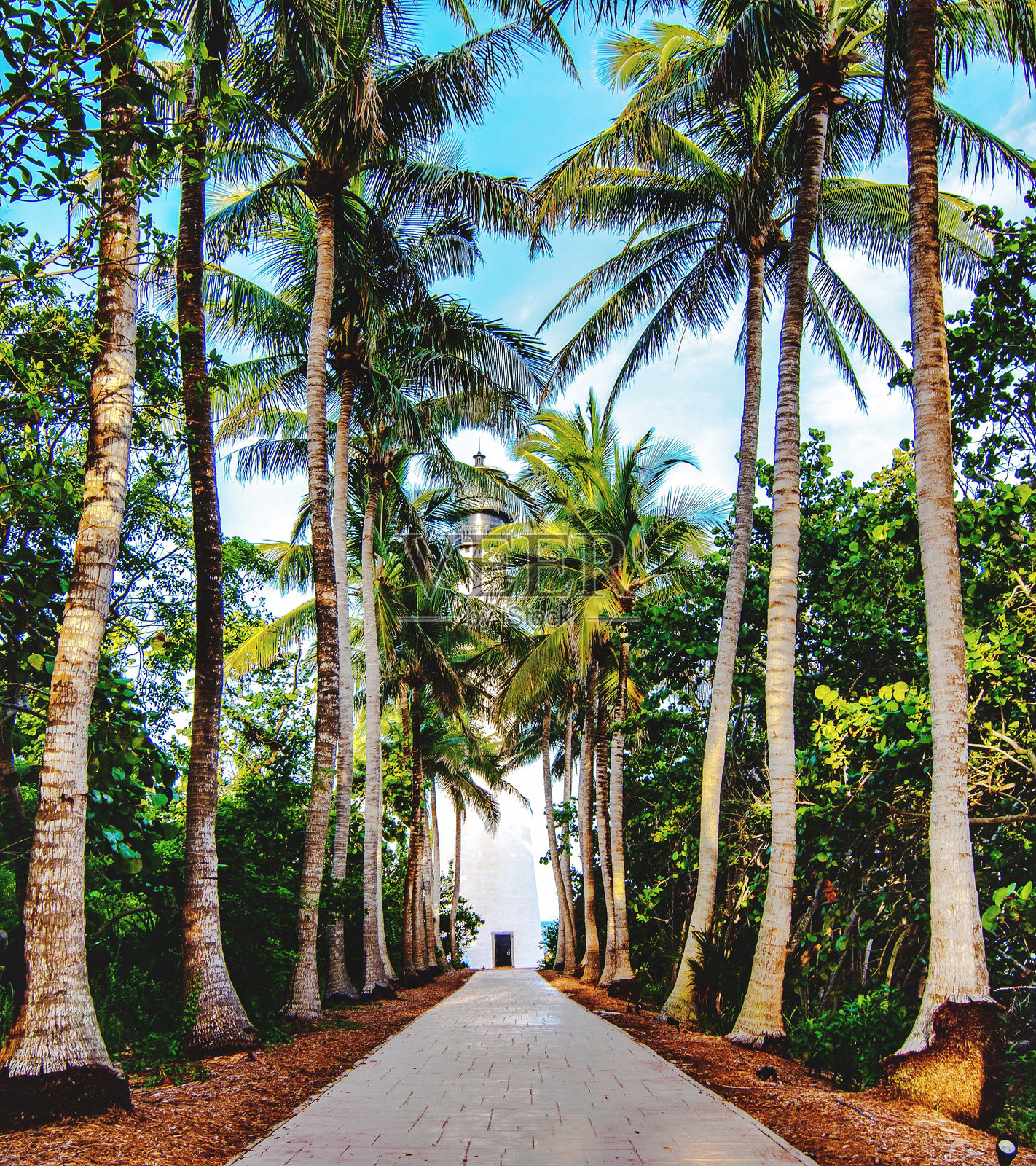 树木间的道路与天空相映照片摄影图片