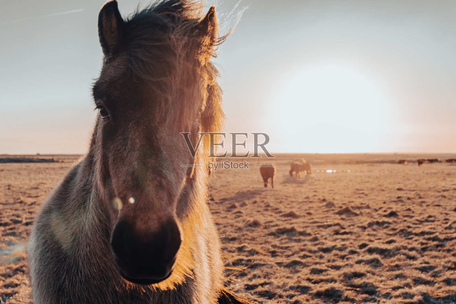 夕阳下，马儿在野外草地上静静站立的特写镜头照片摄影图片