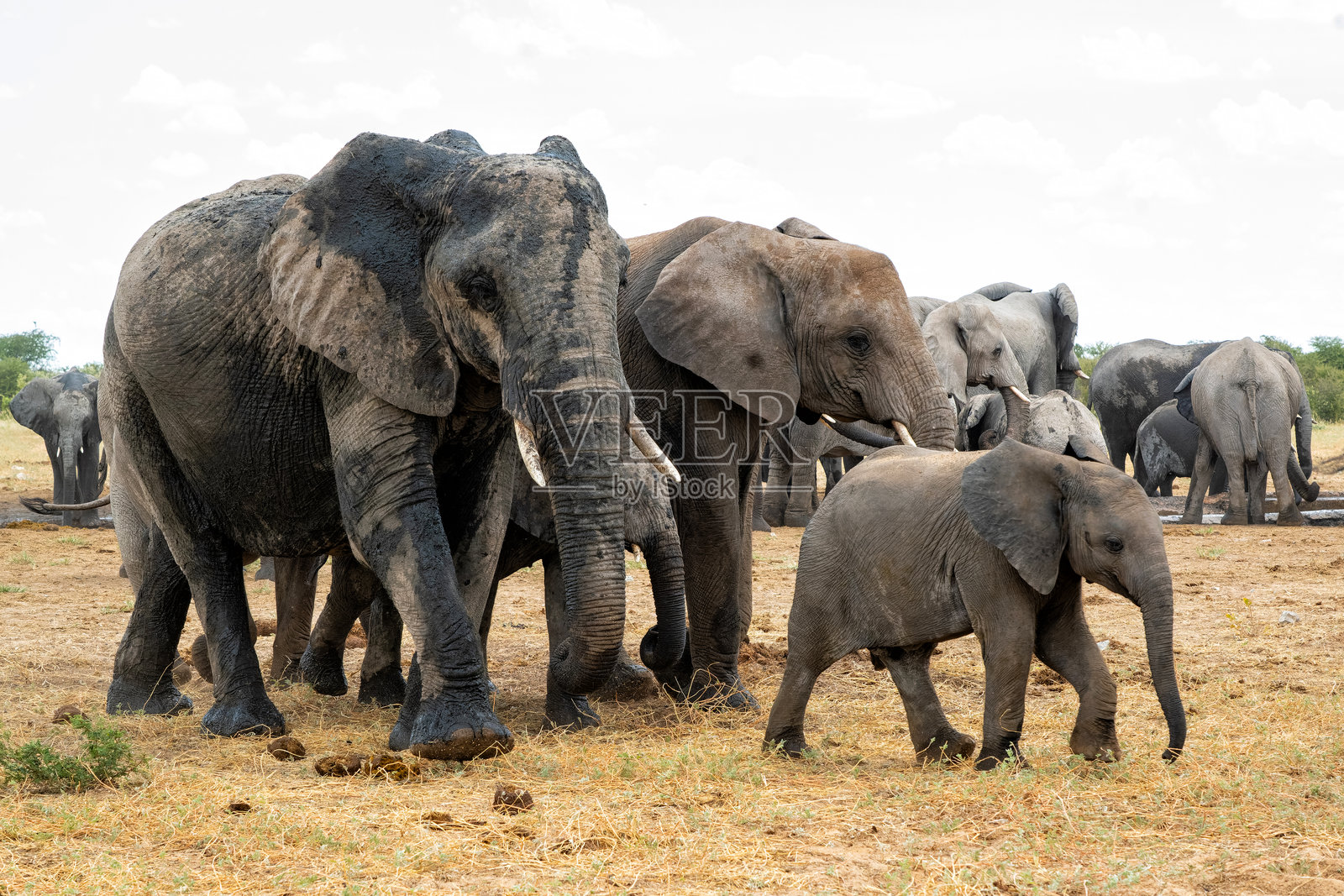 纳米比亚埃托沙国家公园的象群照片摄影图片