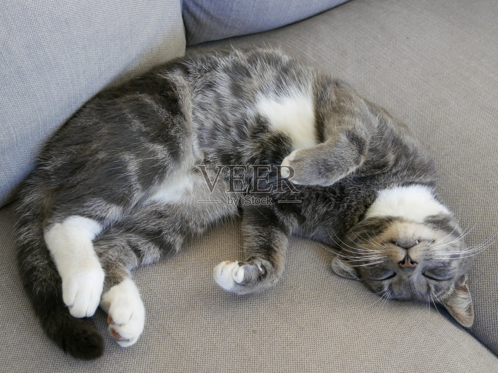 睡觉的猫。照片摄影图片
