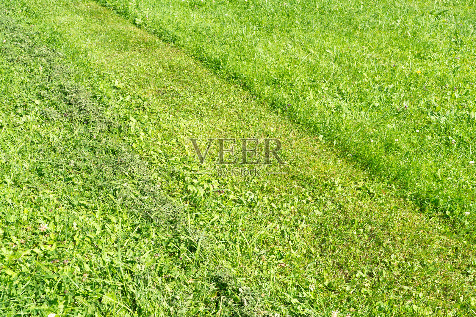 绿色清新的夏季草坪背景。傍晚日落时美丽的新鲜草地特写。绿色草坪的图案和质感特写。绿色草坪。照片摄影图片