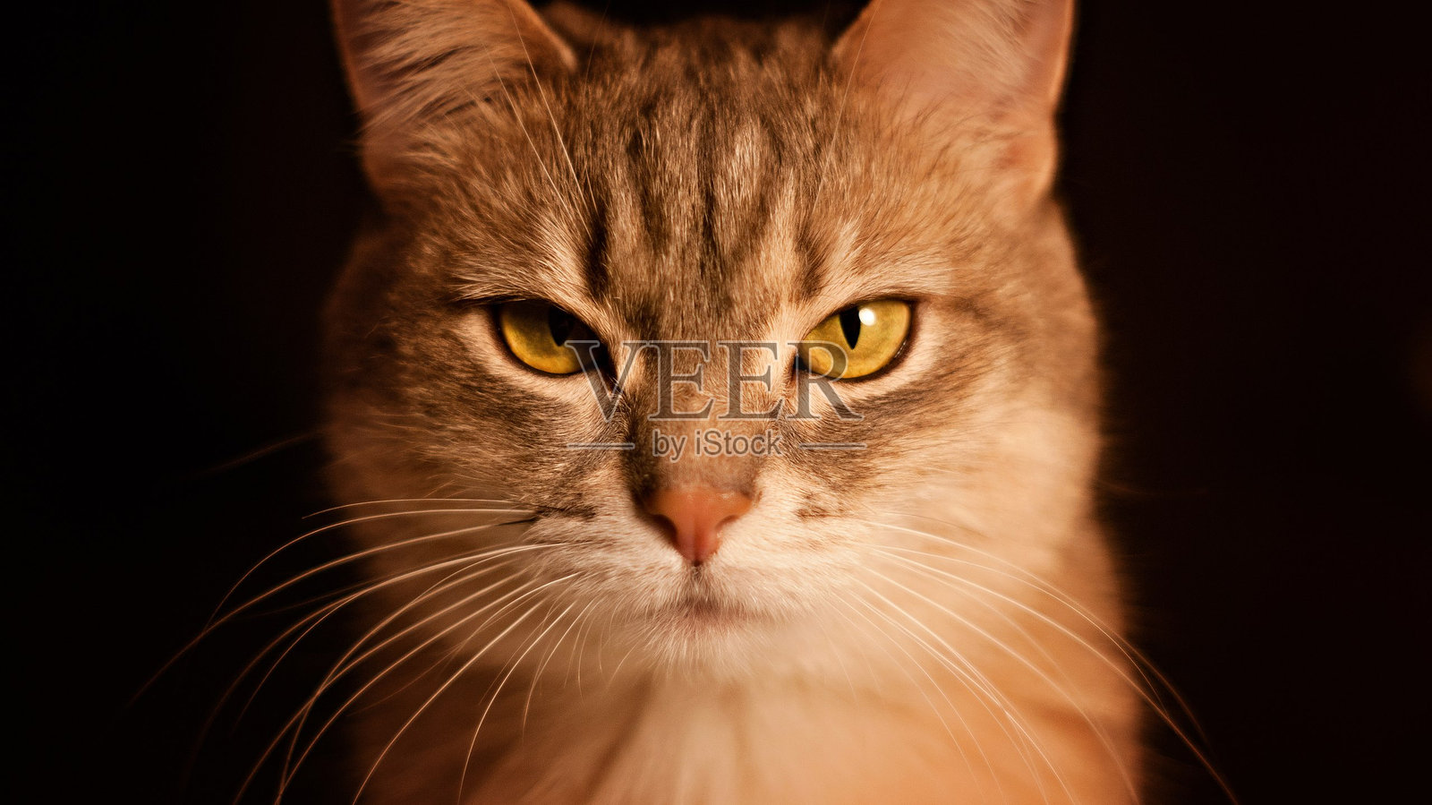 猫的特写镜头照片摄影图片