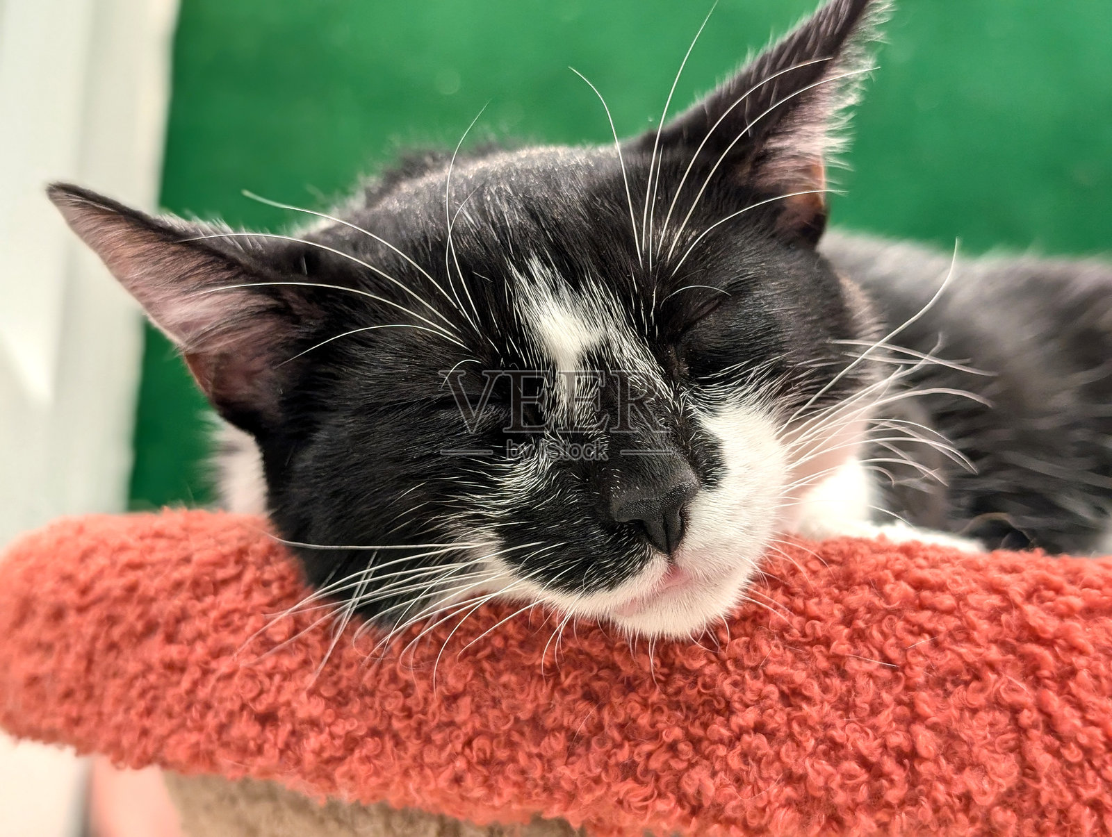 睡着的燕尾服猫脸部特写照片摄影图片