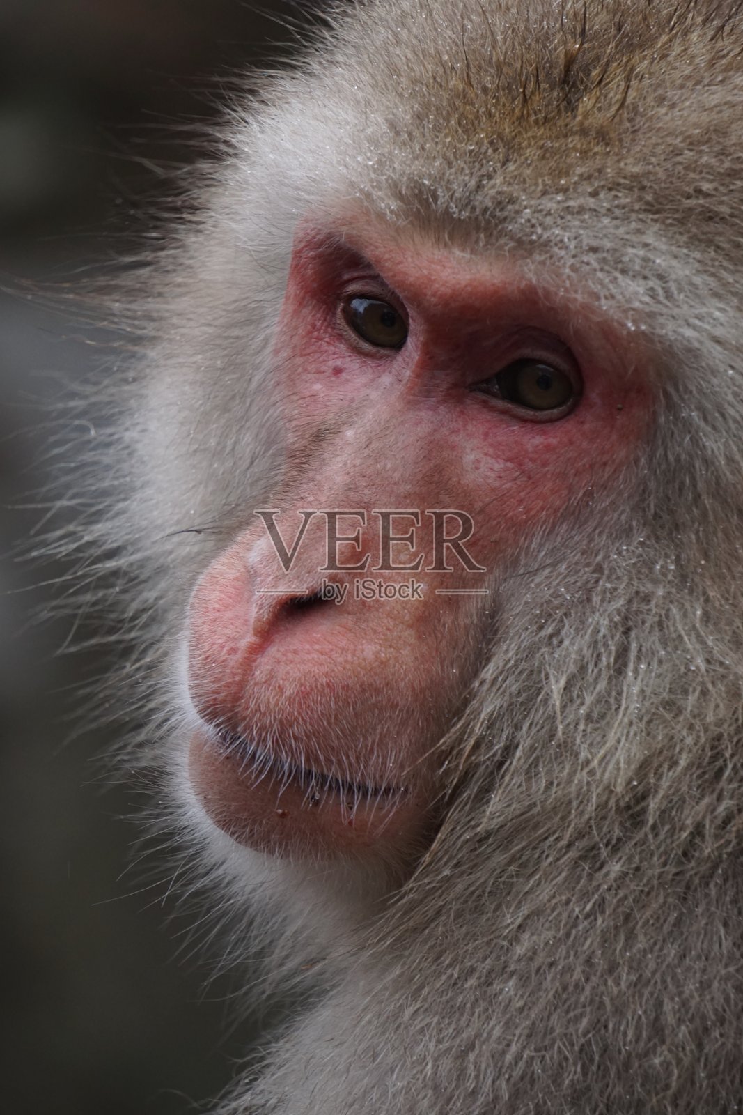 雪猴 6照片摄影图片