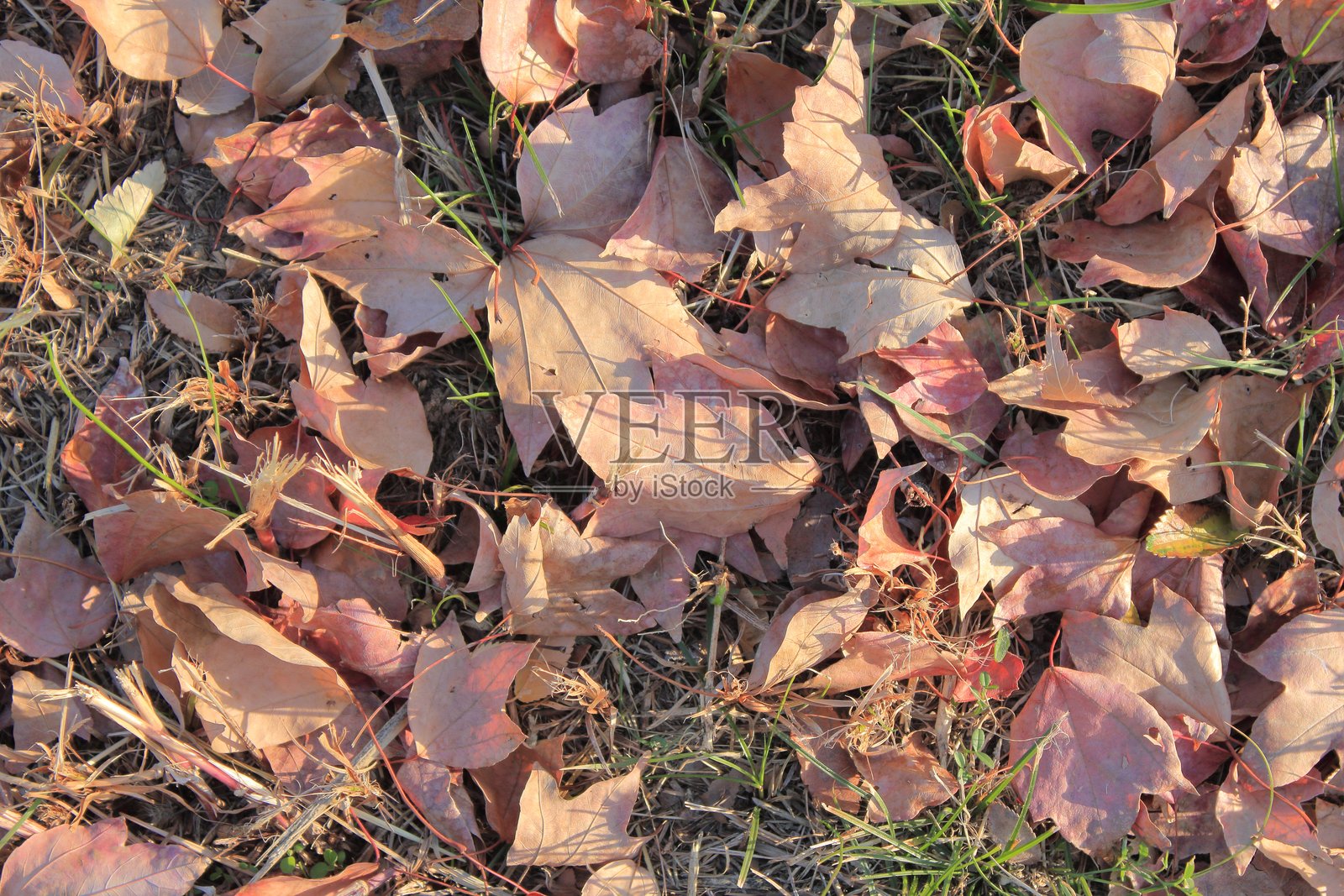 一层深红色的落叶地毯装点着深秋的宁静。照片摄影图片