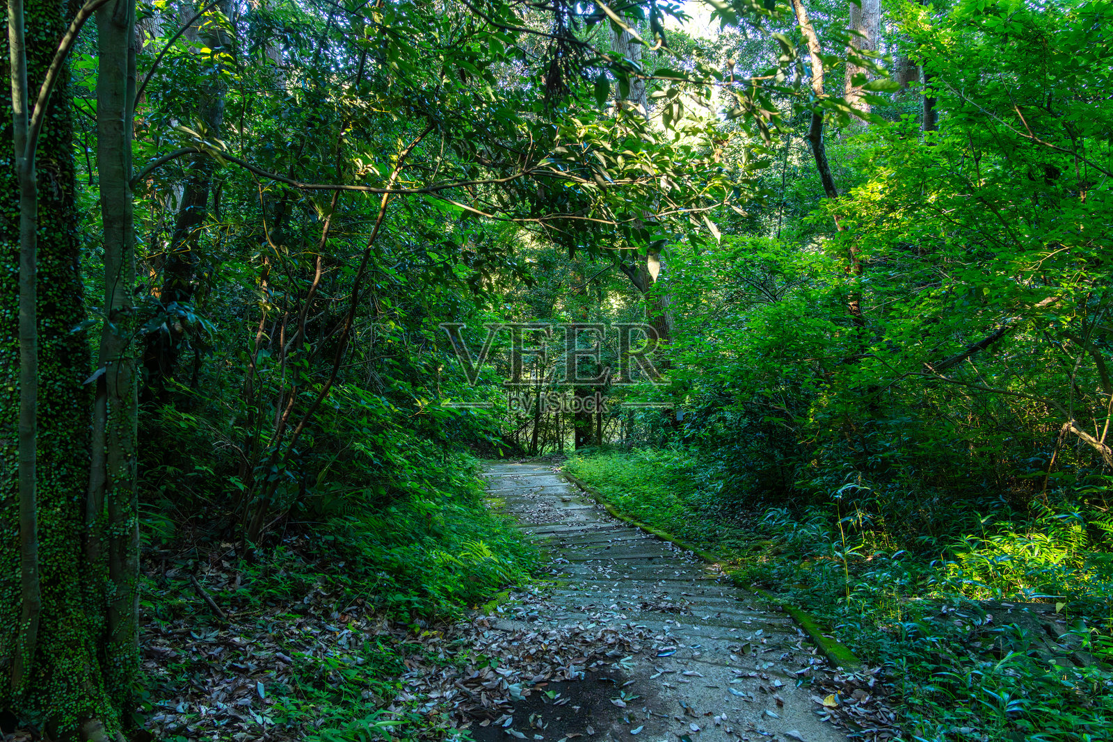 通往森林的宁静小径照片摄影图片