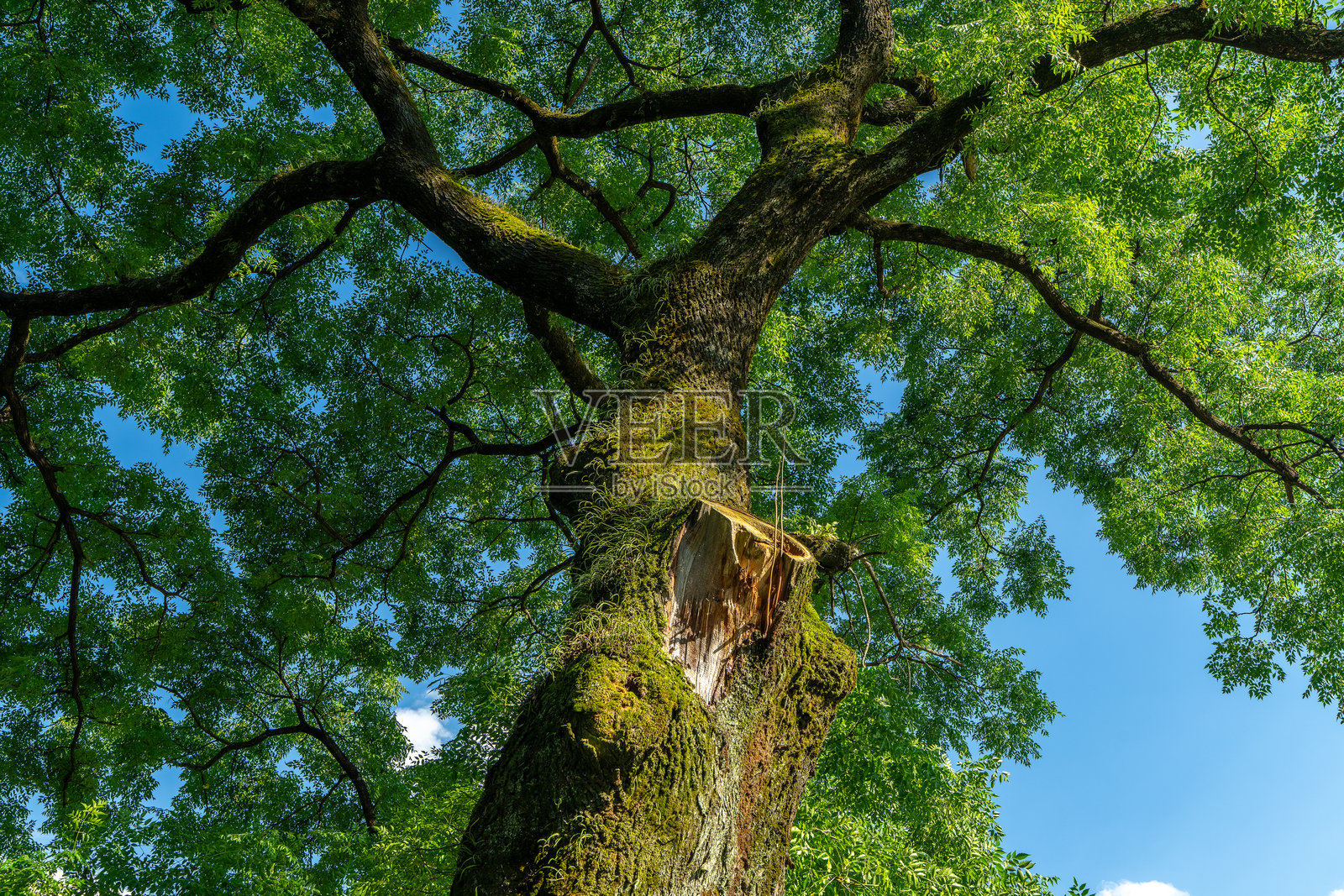 宁静的绿意公园在晴朗的天空下照片摄影图片