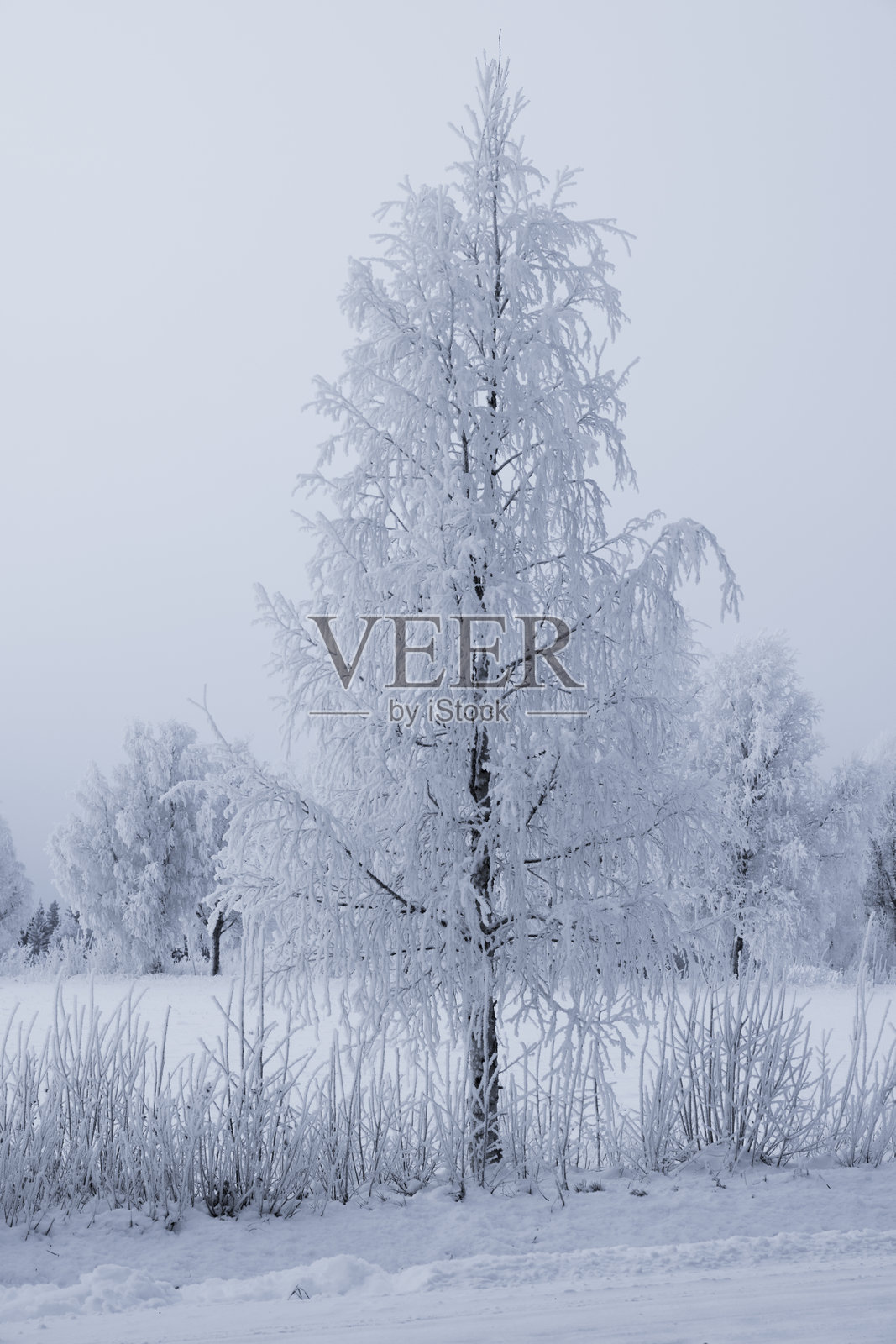 十二月拉普兰的白桦树上覆盖着霜花照片摄影图片