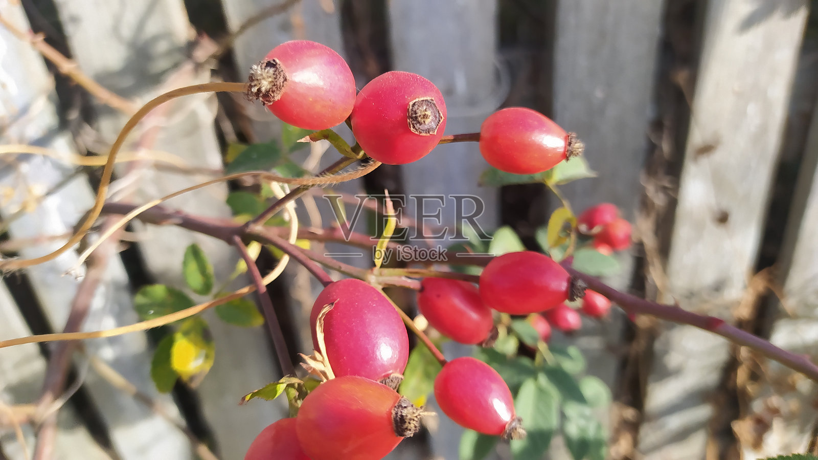 鲜艳的玫瑰果特写，展示了它们丰富的色彩和细节。照片摄影图片
