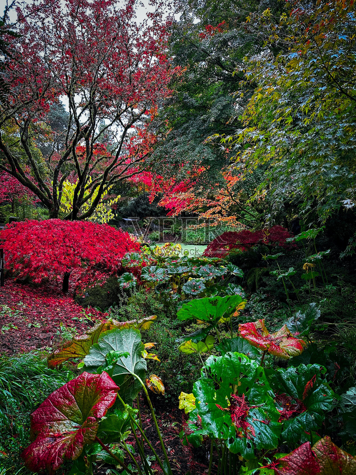 华盛顿贝尔维尤的生机勃勃的秋季花园照片摄影图片