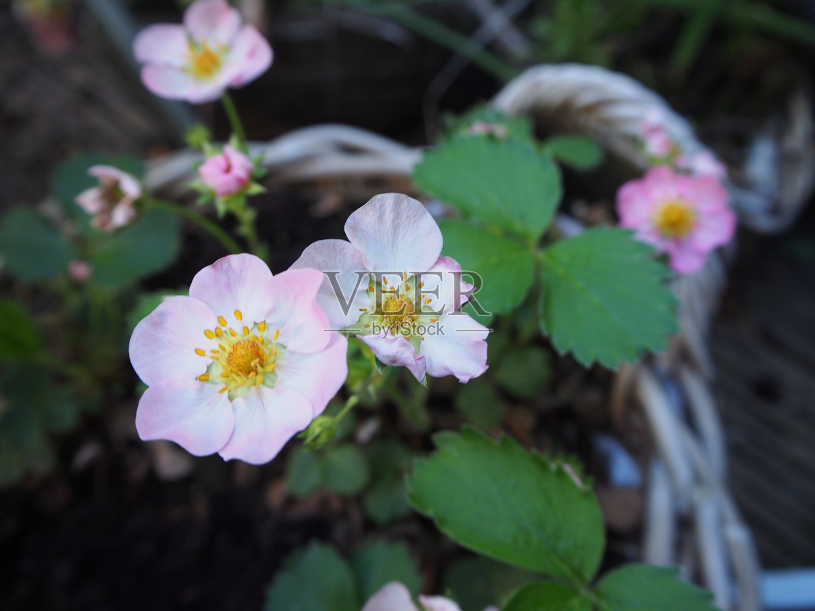 白色和粉色草莓花（Fragaria × ananassa）在德国波恩的篮子里生长的特写镜头照片摄影图片
