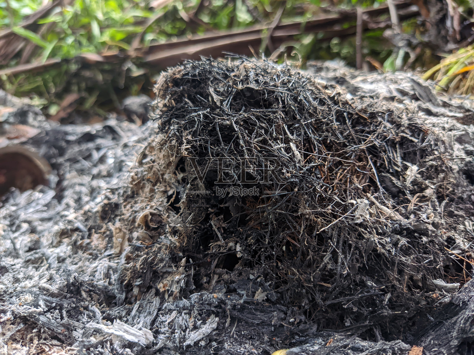 烧毁的松鼠窝的灰烬照片摄影图片
