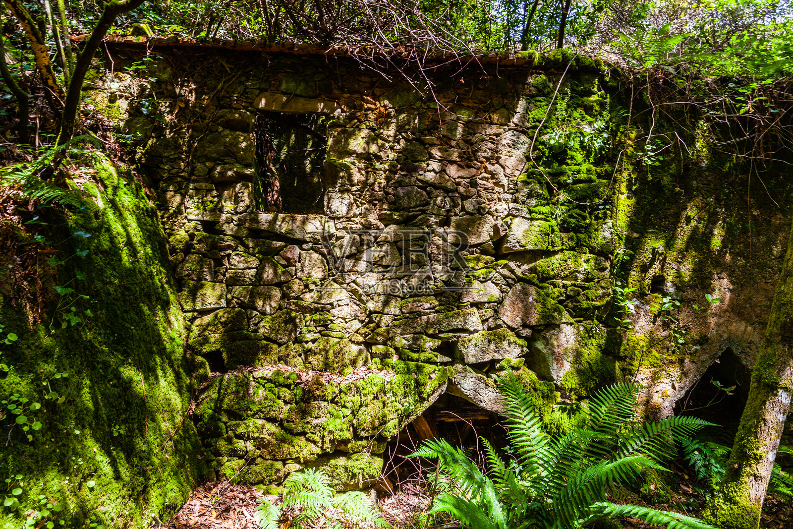 一面覆盖着苔藓的石墙，被藤蔓和绿植覆盖，坐落在郁郁葱葱的森林中照片摄影图片