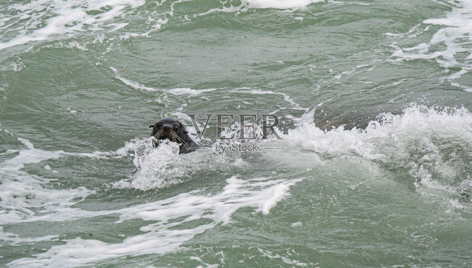 新西兰海洋中游泳的海豹，水面波涛汹涌照片摄影图片