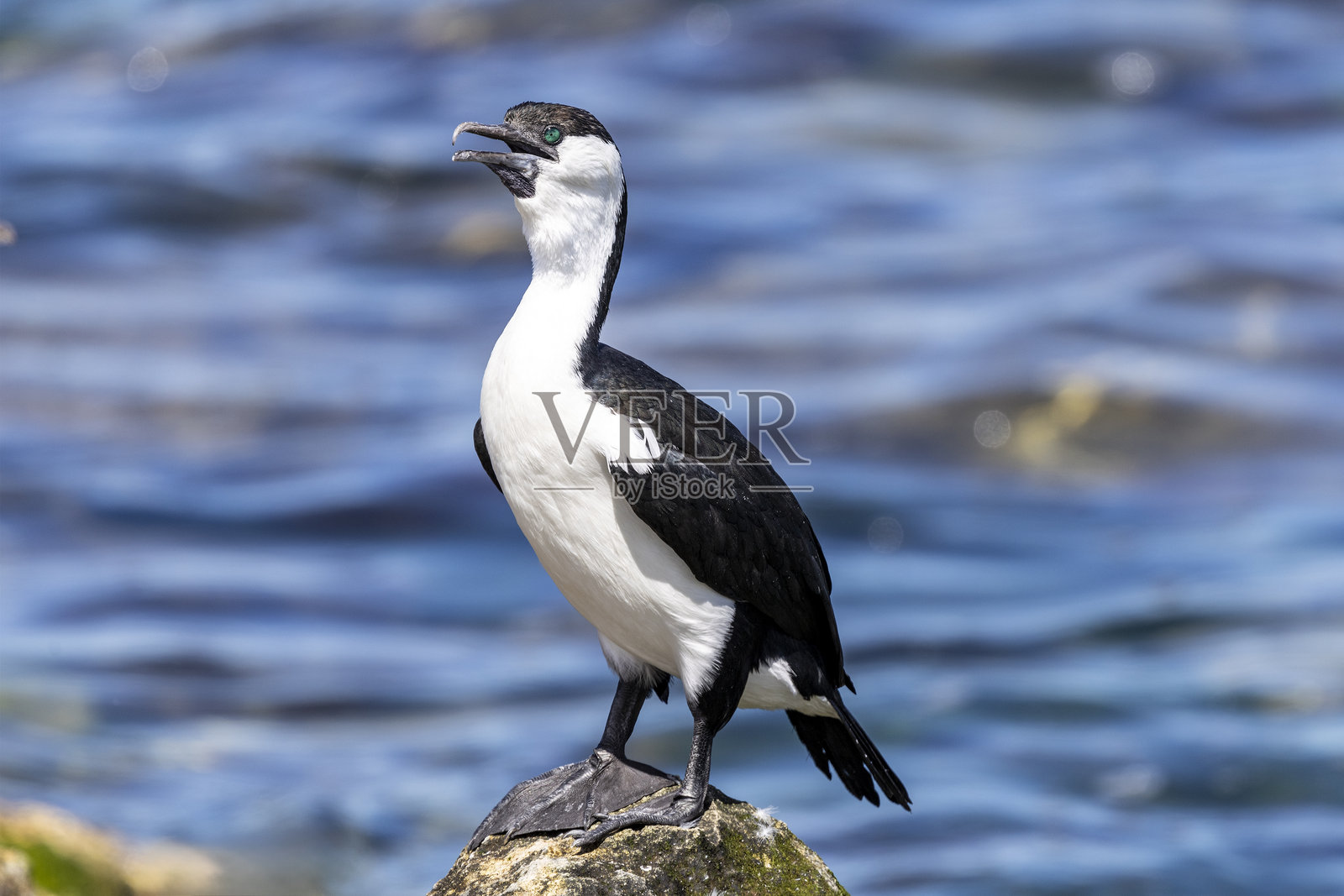 黑脸鸬鹚照片摄影图片