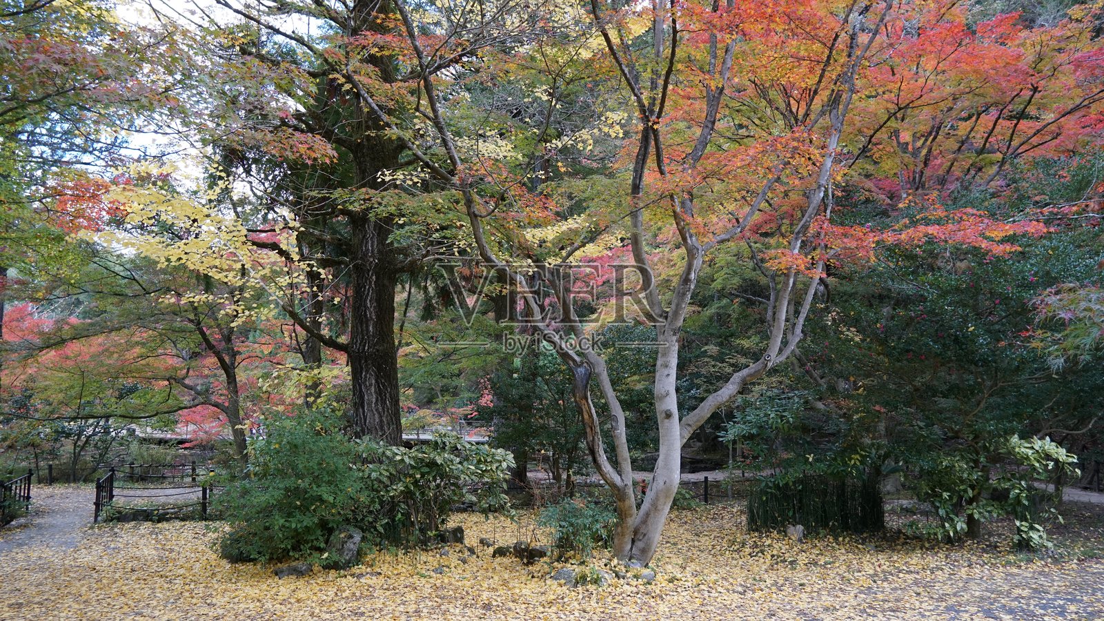 小原ふれあい公园的四季樱花照片摄影图片