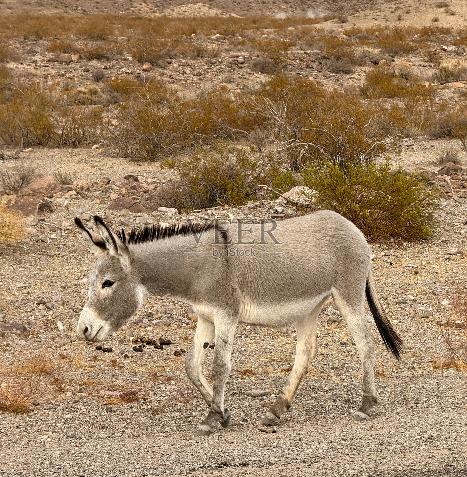 亚利桑那州奥特曼的驴子照片摄影图片