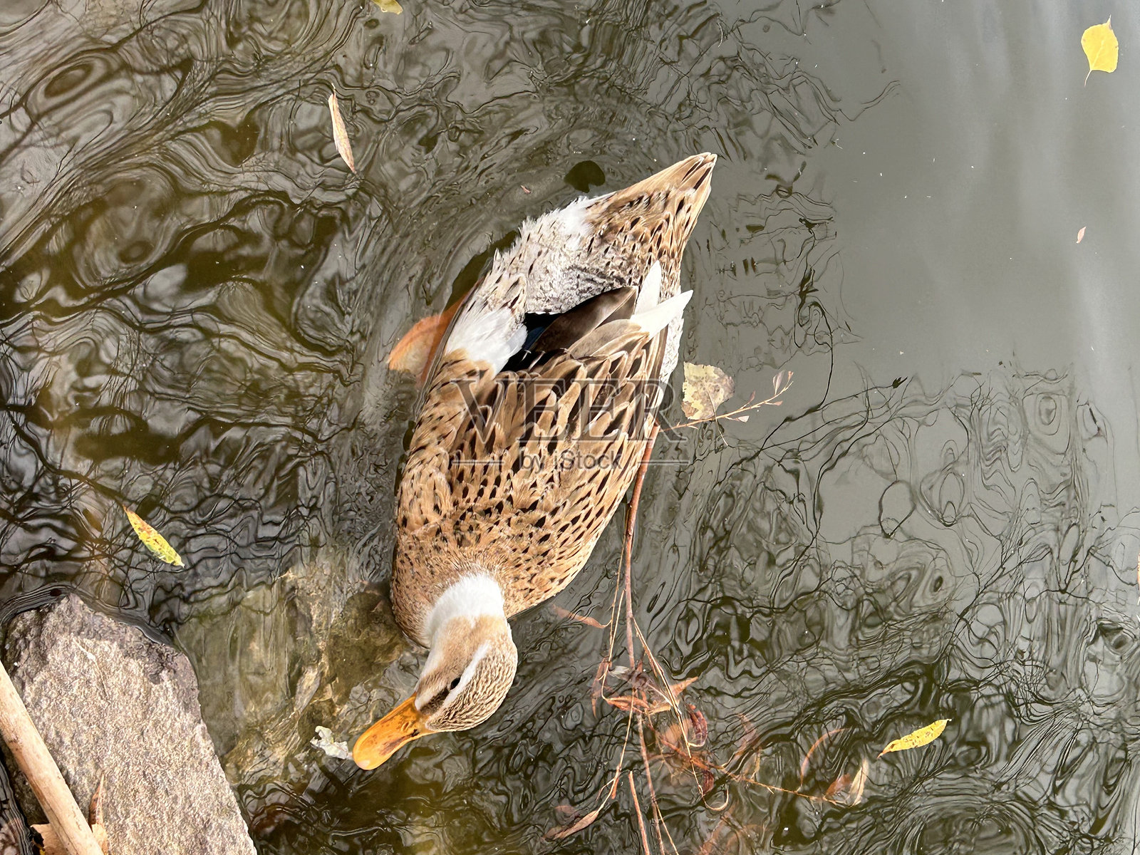 鸭子照片摄影图片