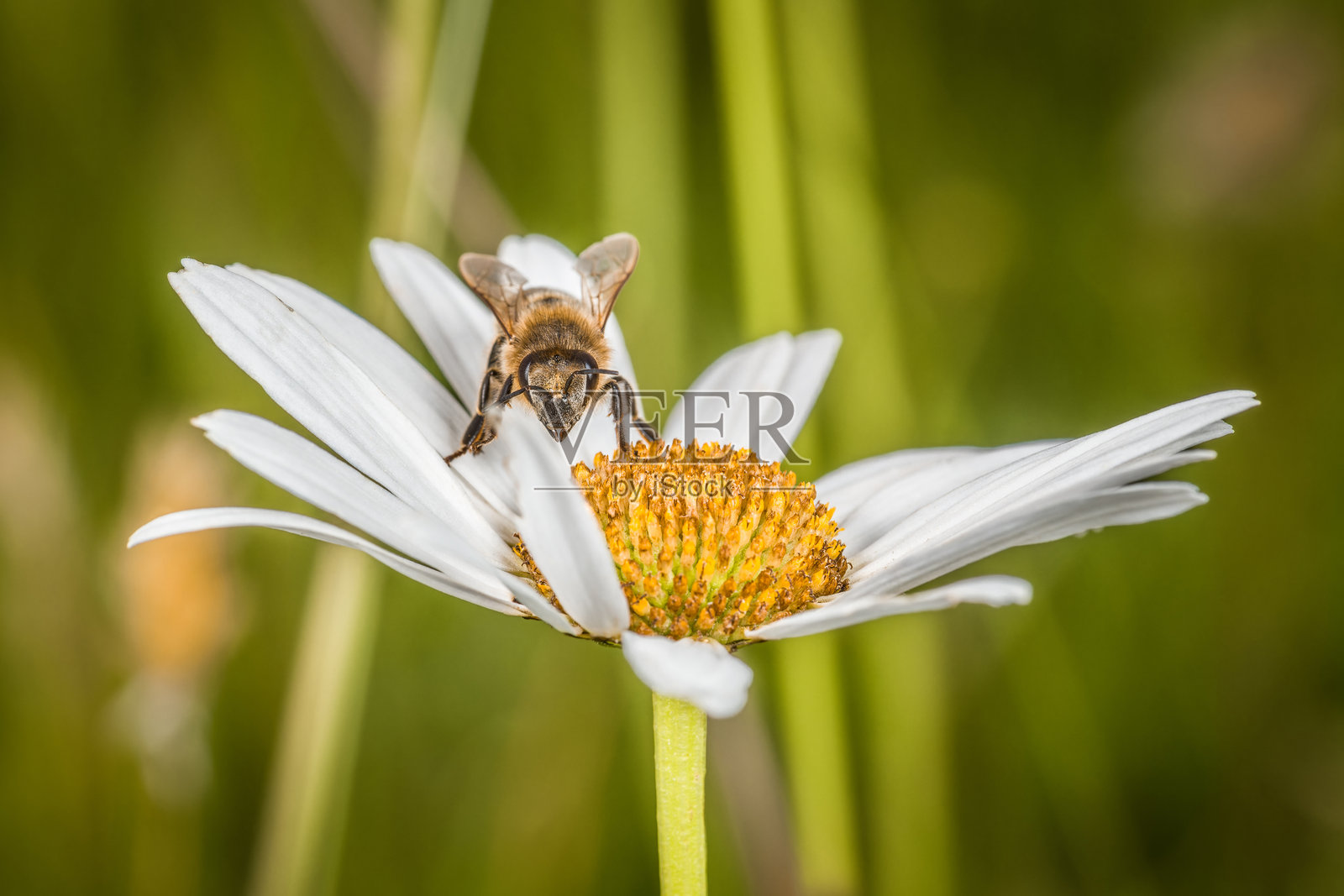 春天的雏菊花，白色花瓣上有一只蜜蜂在采蜜，德国照片摄影图片