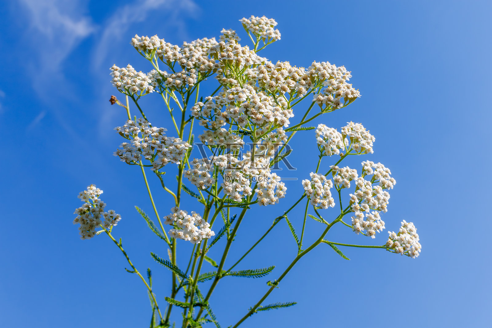 一簇白色蓍草花在明亮的蓝天映衬下。户外自然摄影，展现清晰的夏季氛围。野花生长的概念照片摄影图片