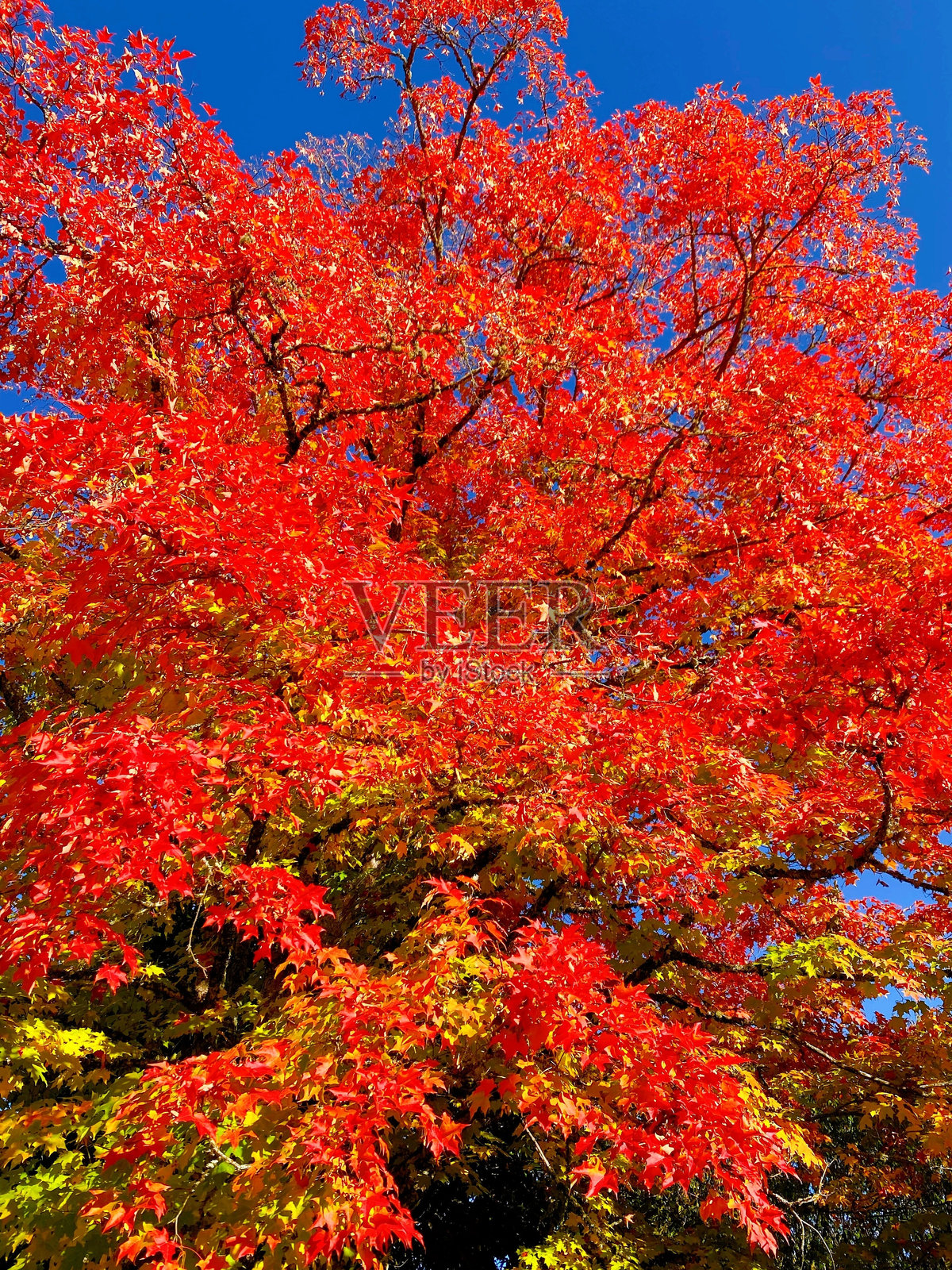 明亮的橙色秋叶照片摄影图片