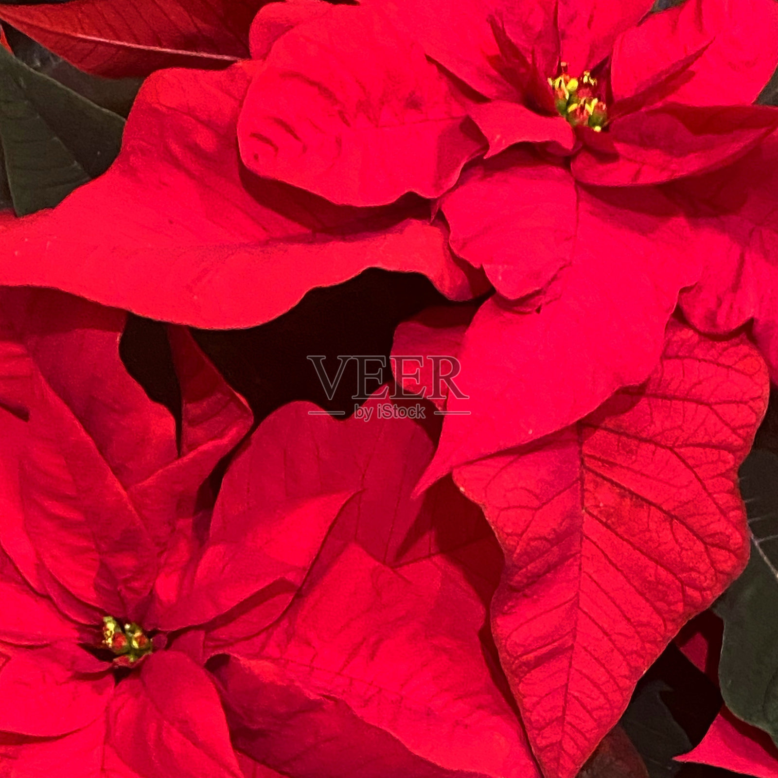 红色圣诞红照片摄影图片