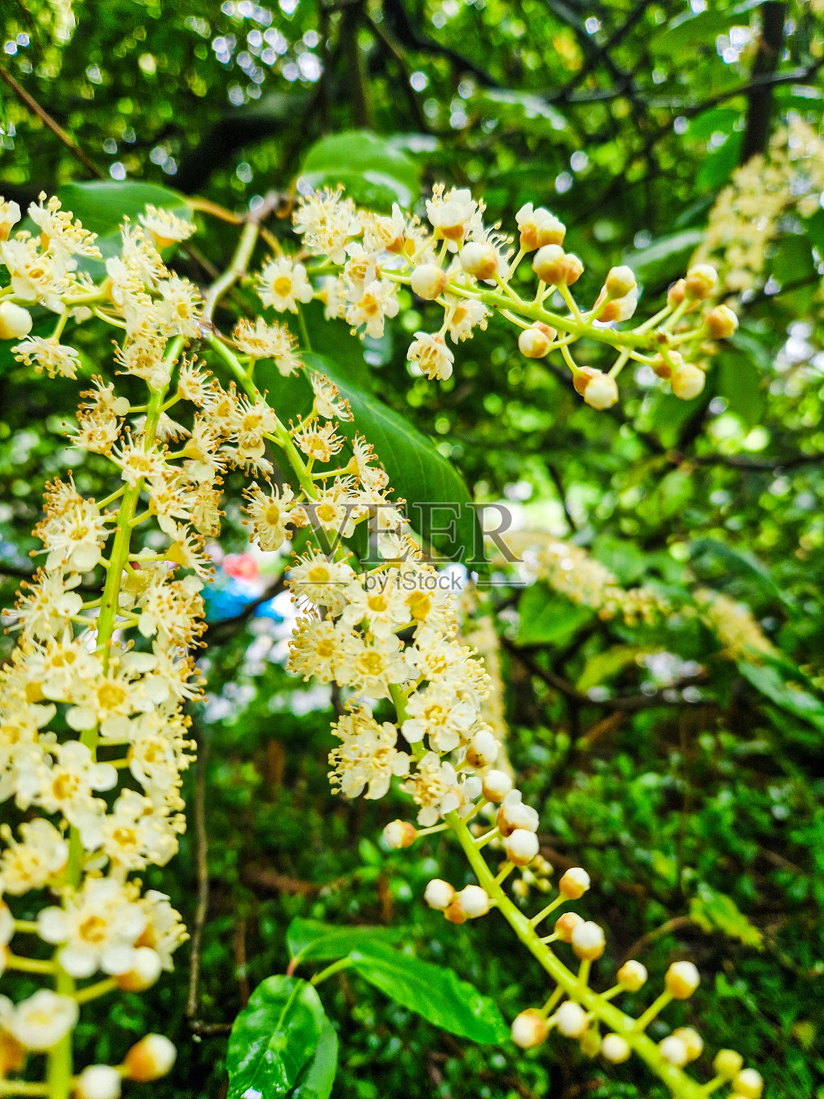 特写照片照片摄影图片