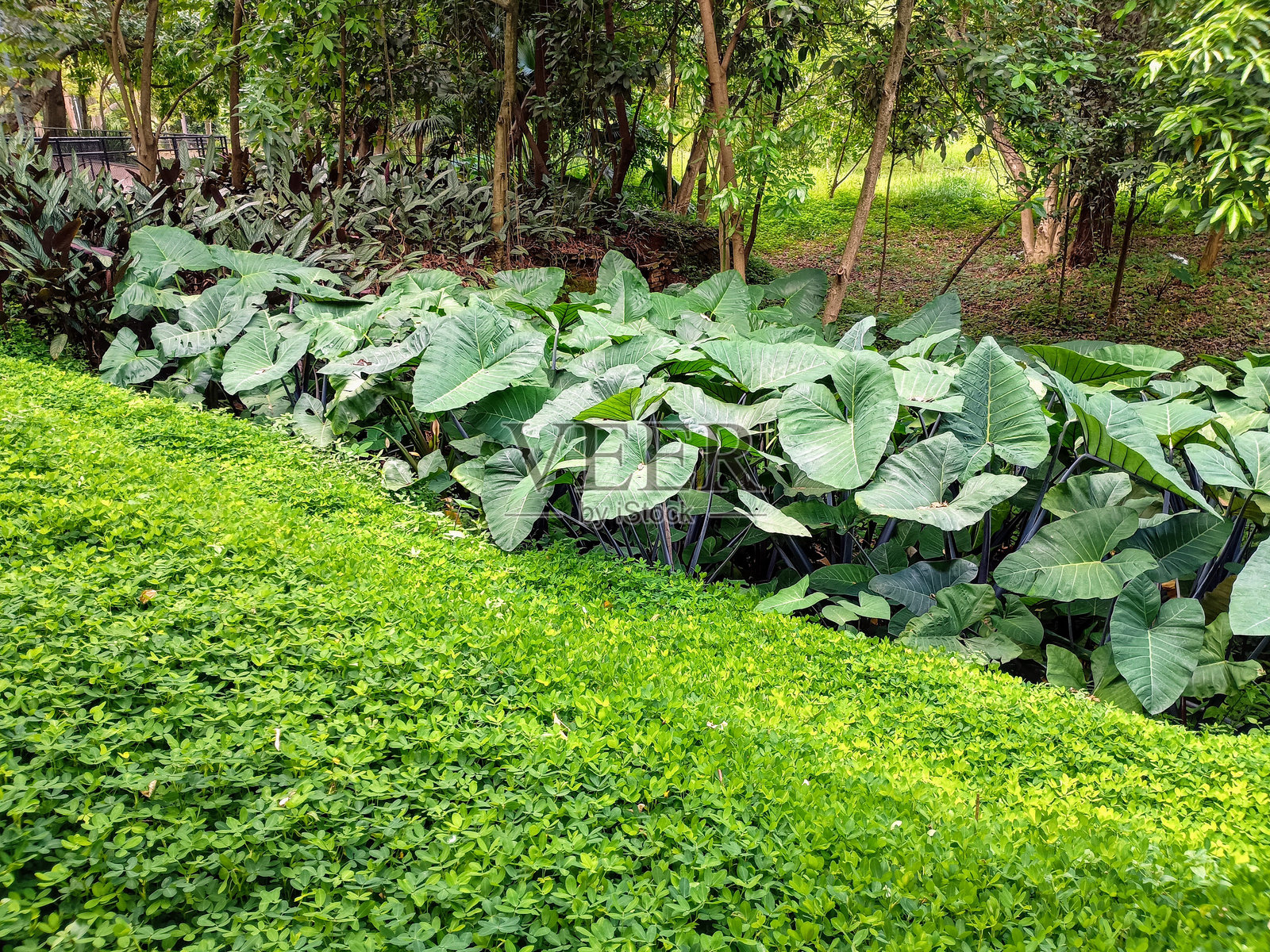 热带植被照片摄影图片