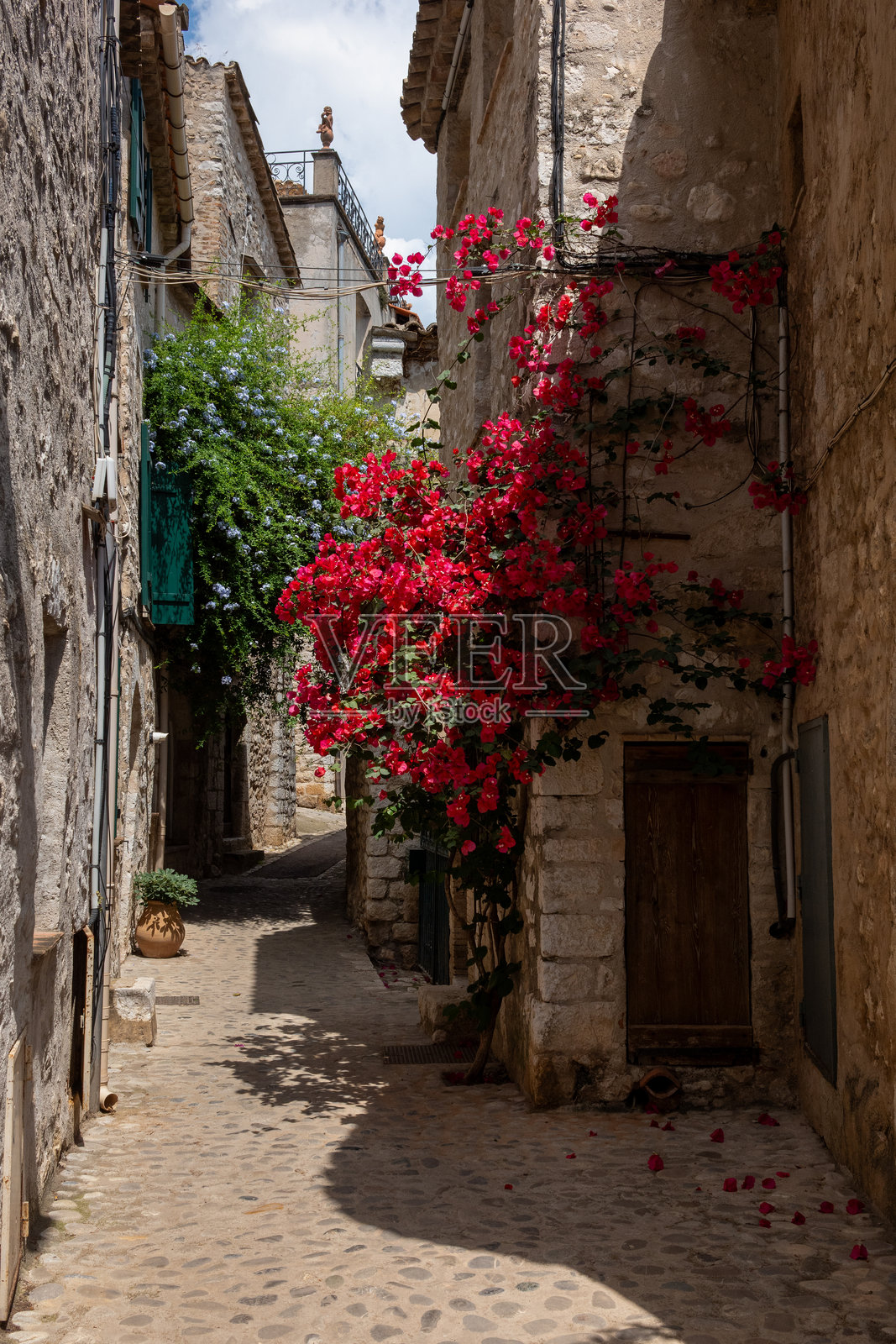 盛开的圣保罗德旺斯 2照片摄影图片