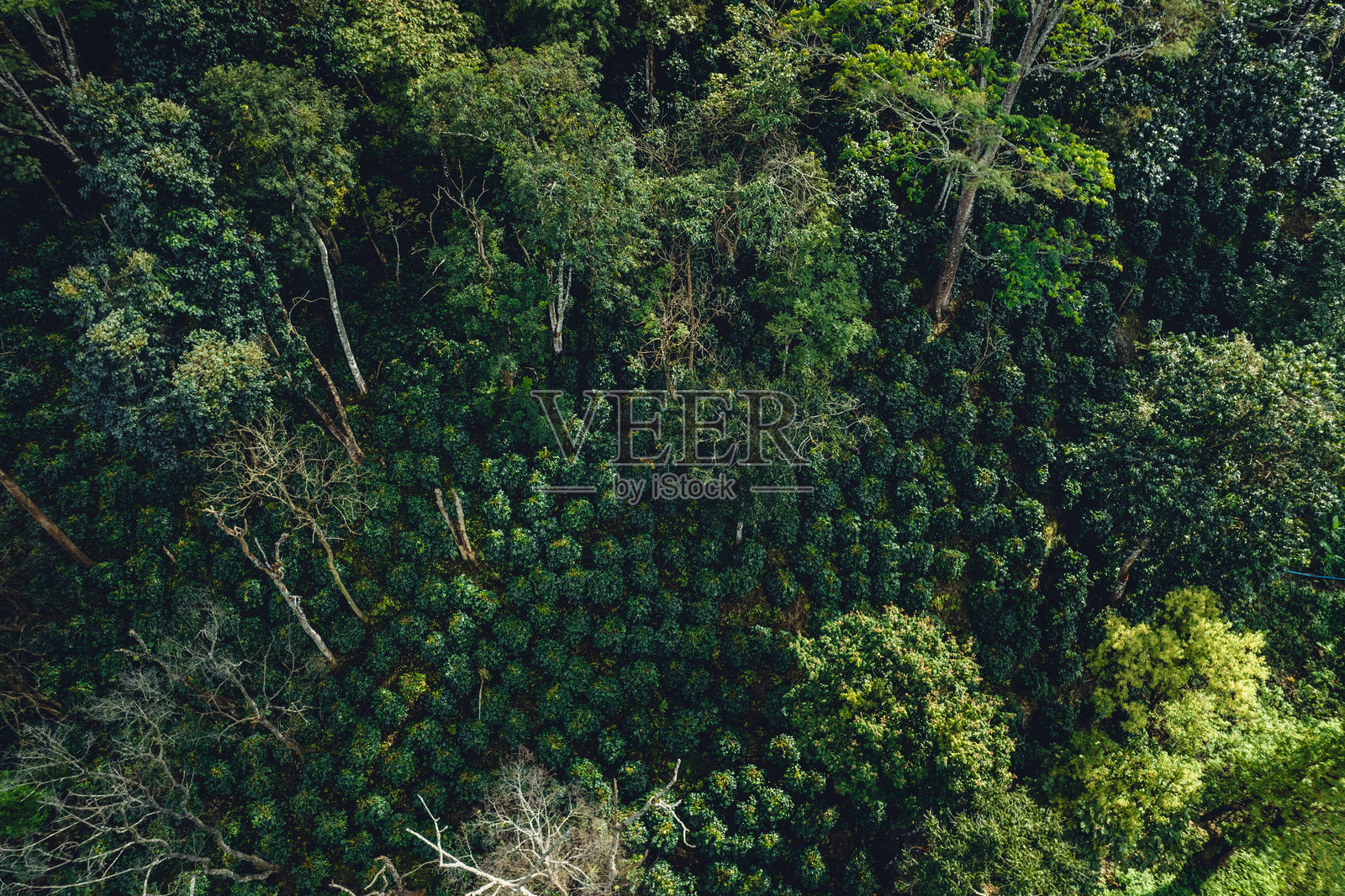 山上的咖啡园鸟瞰图，位于自然树木下的咖啡园照片摄影图片