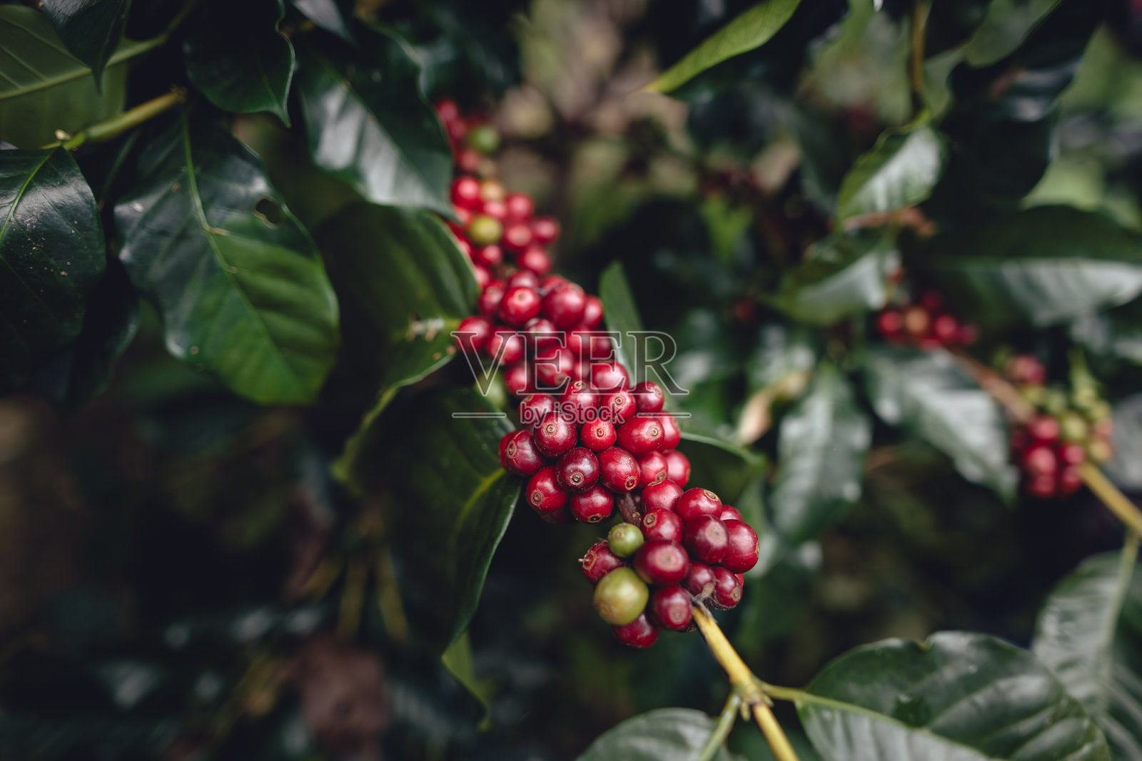 成熟的红色咖啡樱桃豆在咖啡种植园中照片摄影图片