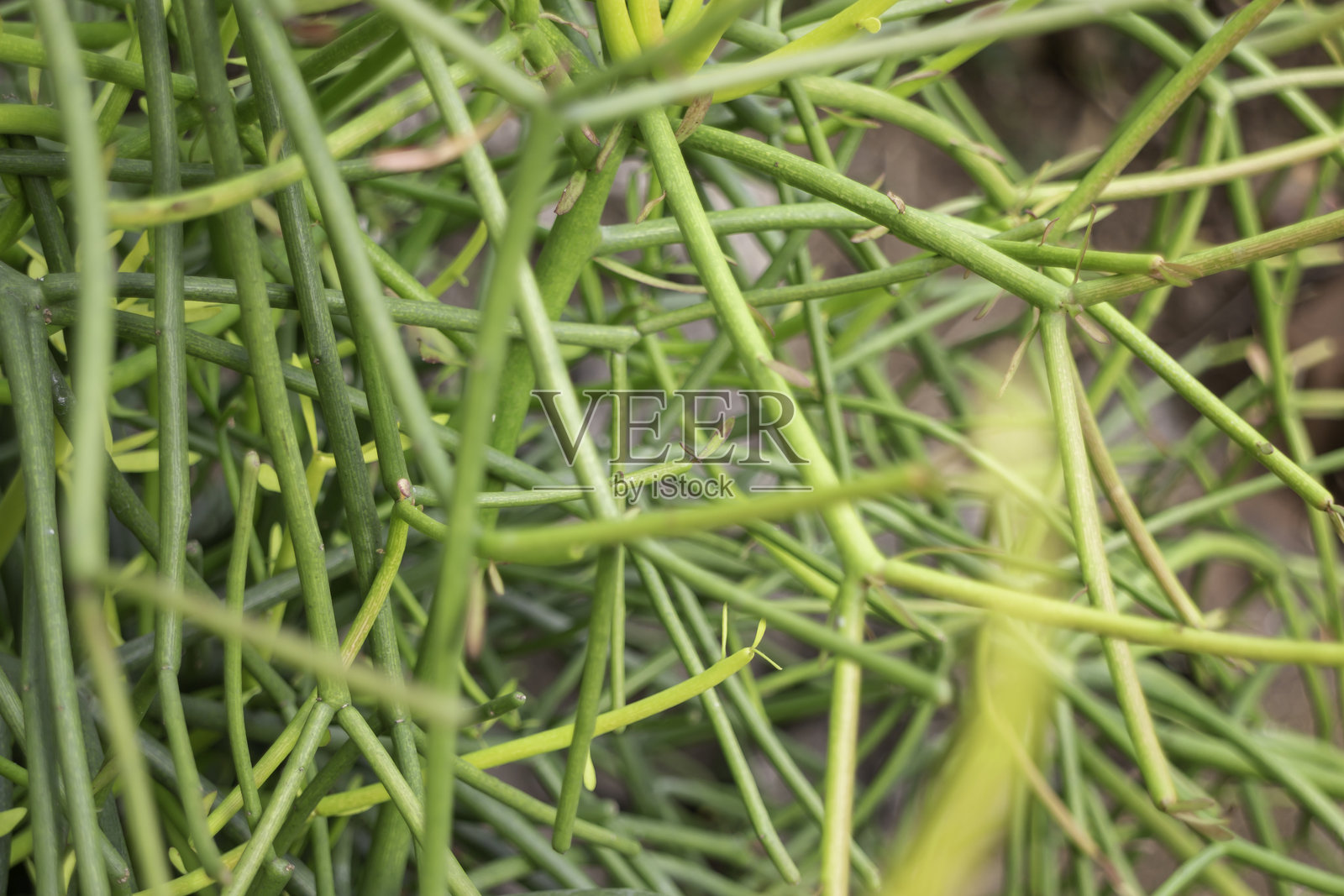 泰国农产品将在展会上展出照片摄影图片