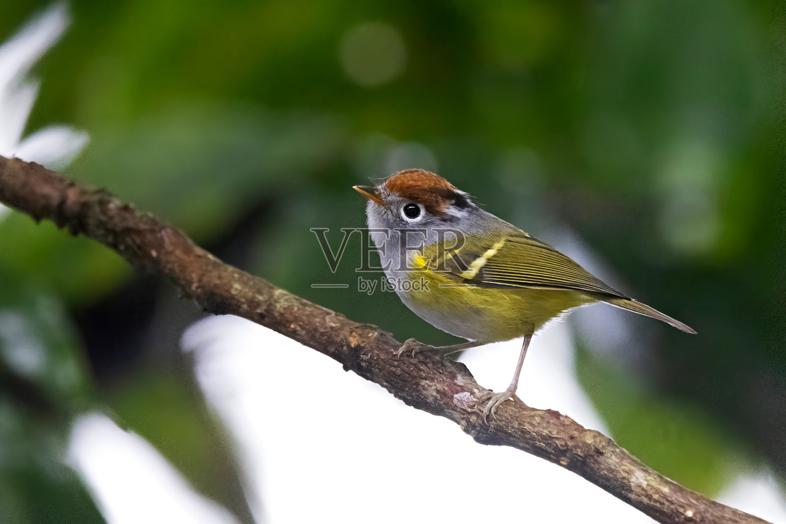 栗冠柳莺，学名：Phylloscopus castaniceps，位于印度锡金的潘戈拉卡野生动物保护区照片摄影图片