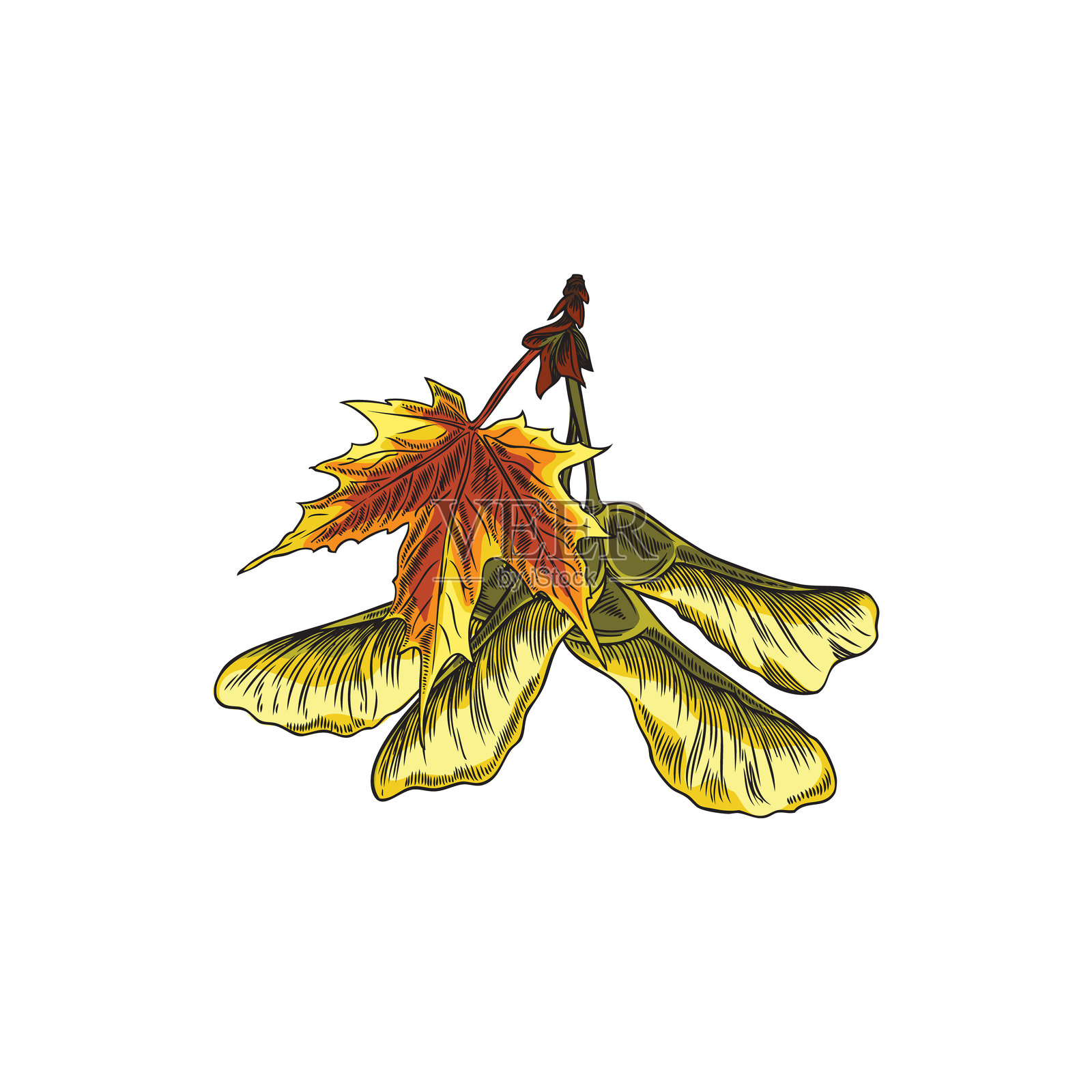 手绘枫叶和种子的矢量插图。插画图片素材