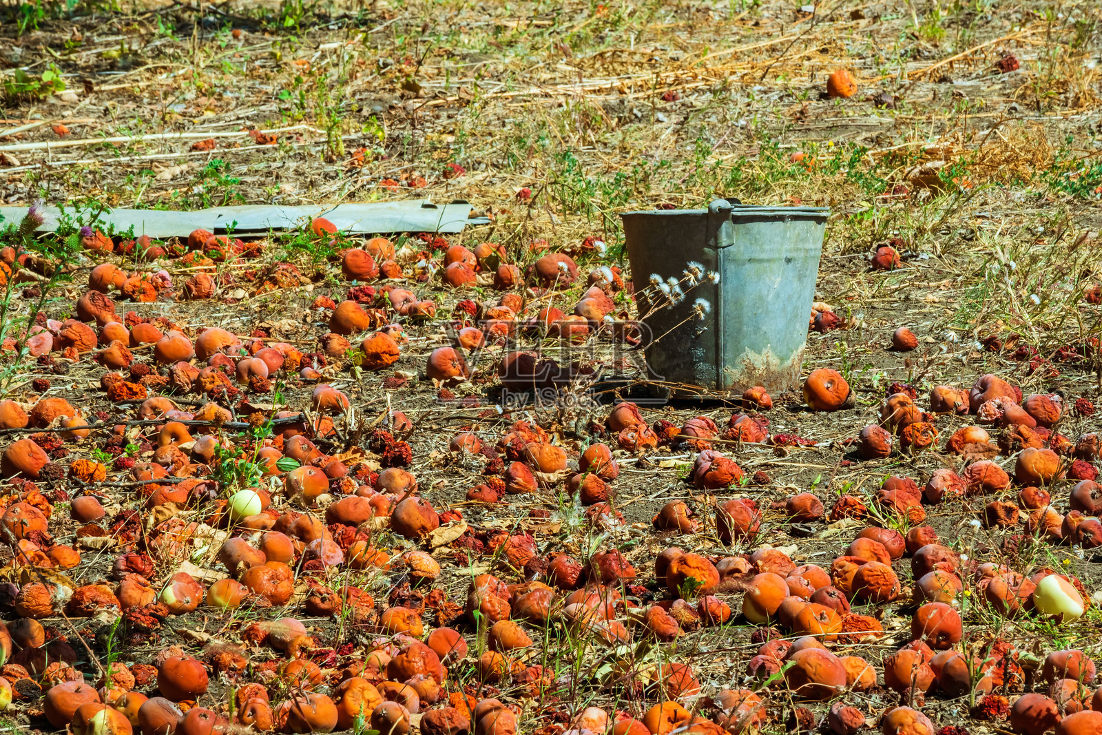 腐烂的苹果躺在花园里树下的地面上照片摄影图片