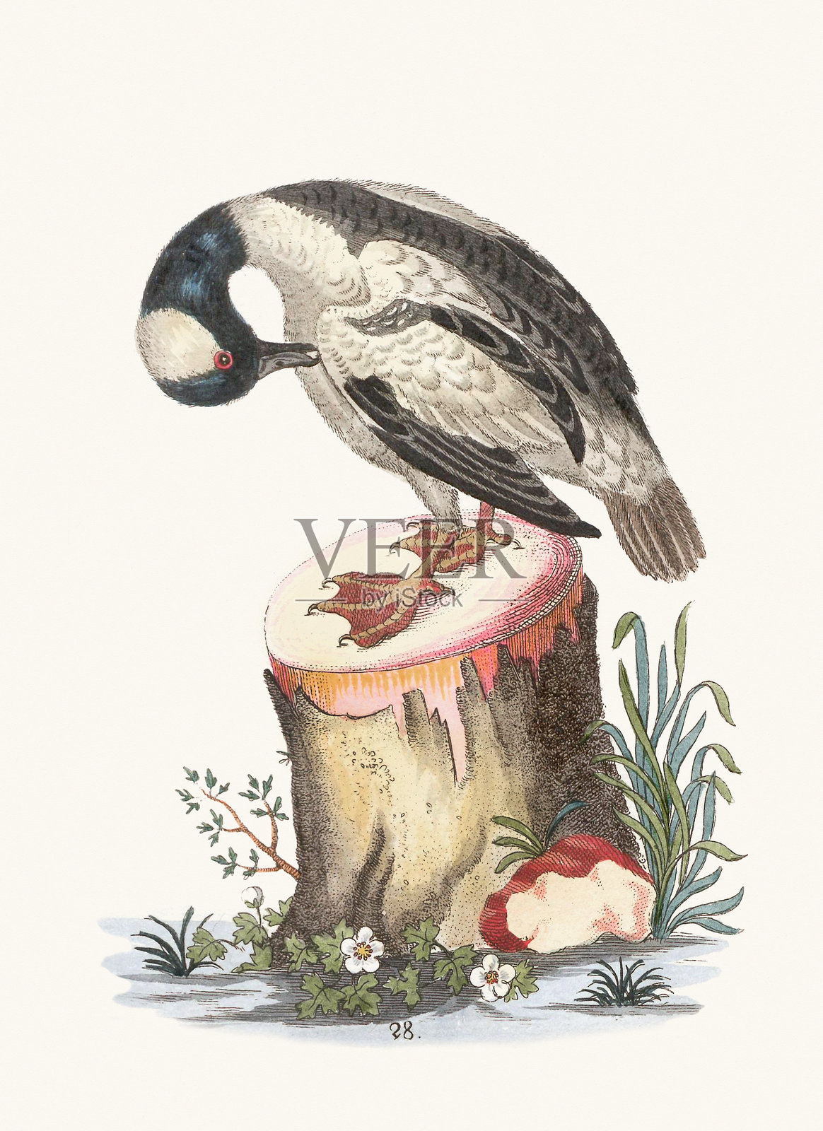 复古鸟类插图。来自18世纪德国鸟类学书籍的手工着色雕刻鸟类。约1793年。插画图片素材