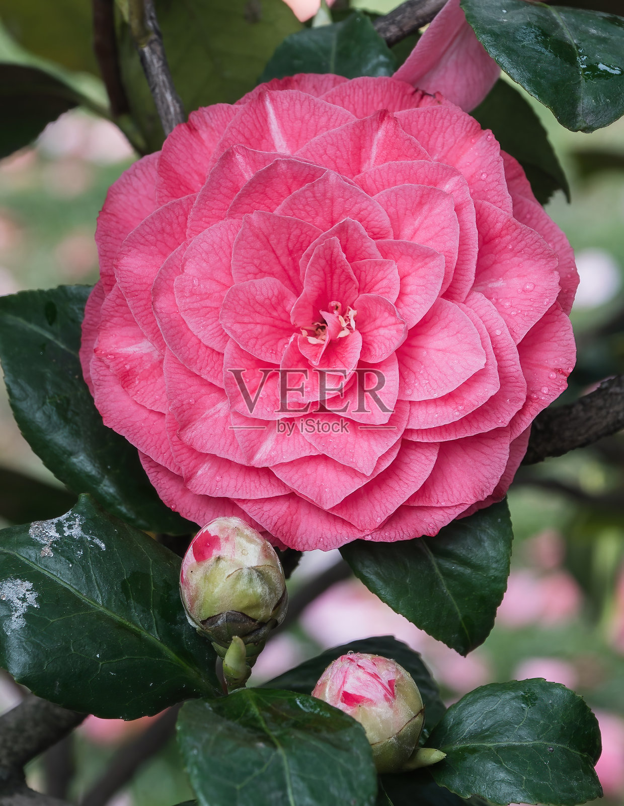 山茶花，通常称为普通山茶花或日本山茶花。照片摄影图片