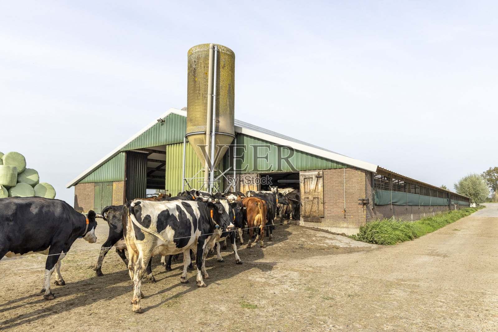 牛和谷仓，牛一排一排地走向农场。照片摄影图片