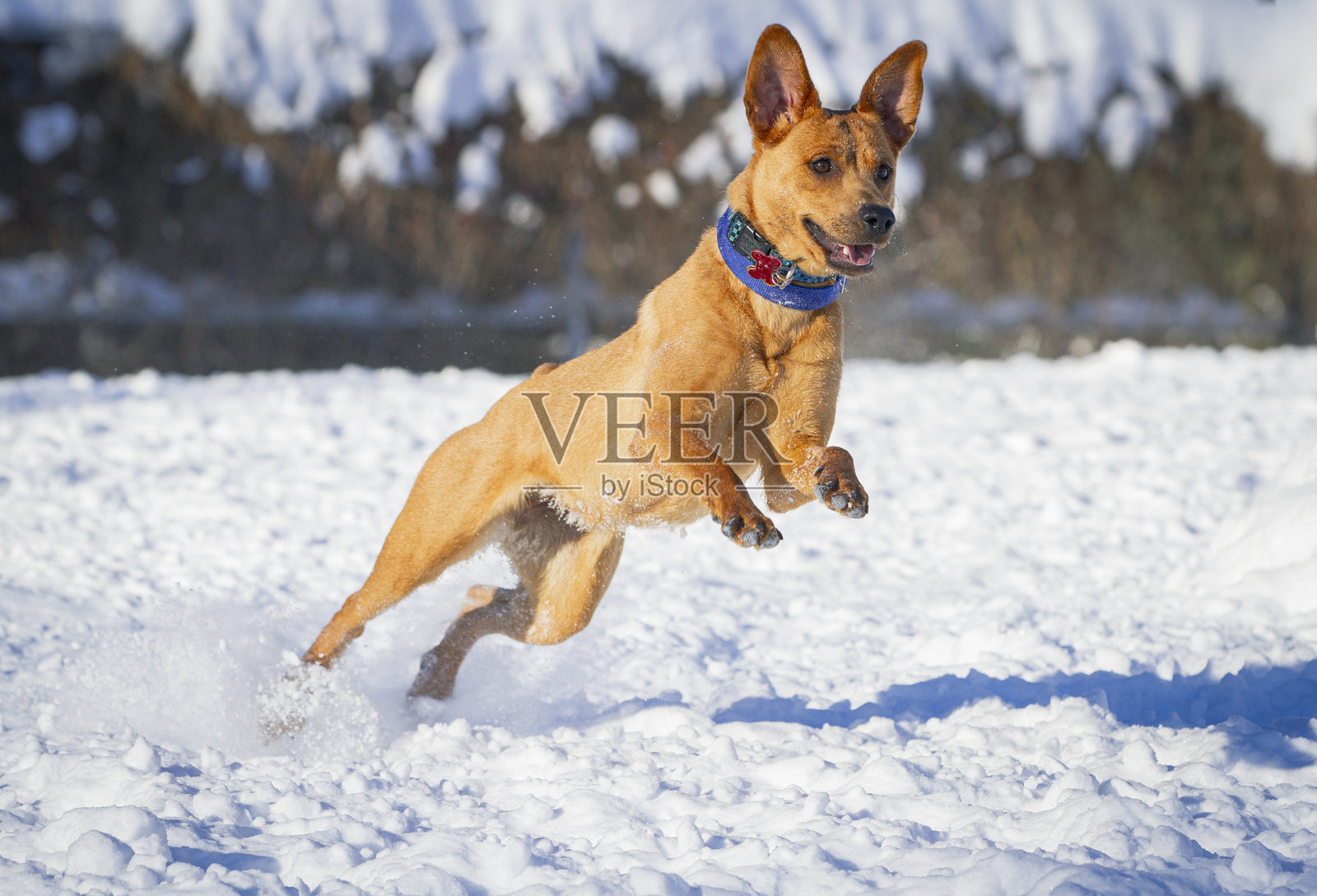 年轻快乐的狗狗，耳朵大大的，在清晨的阳光下奔跑在雪地里。照片摄影图片