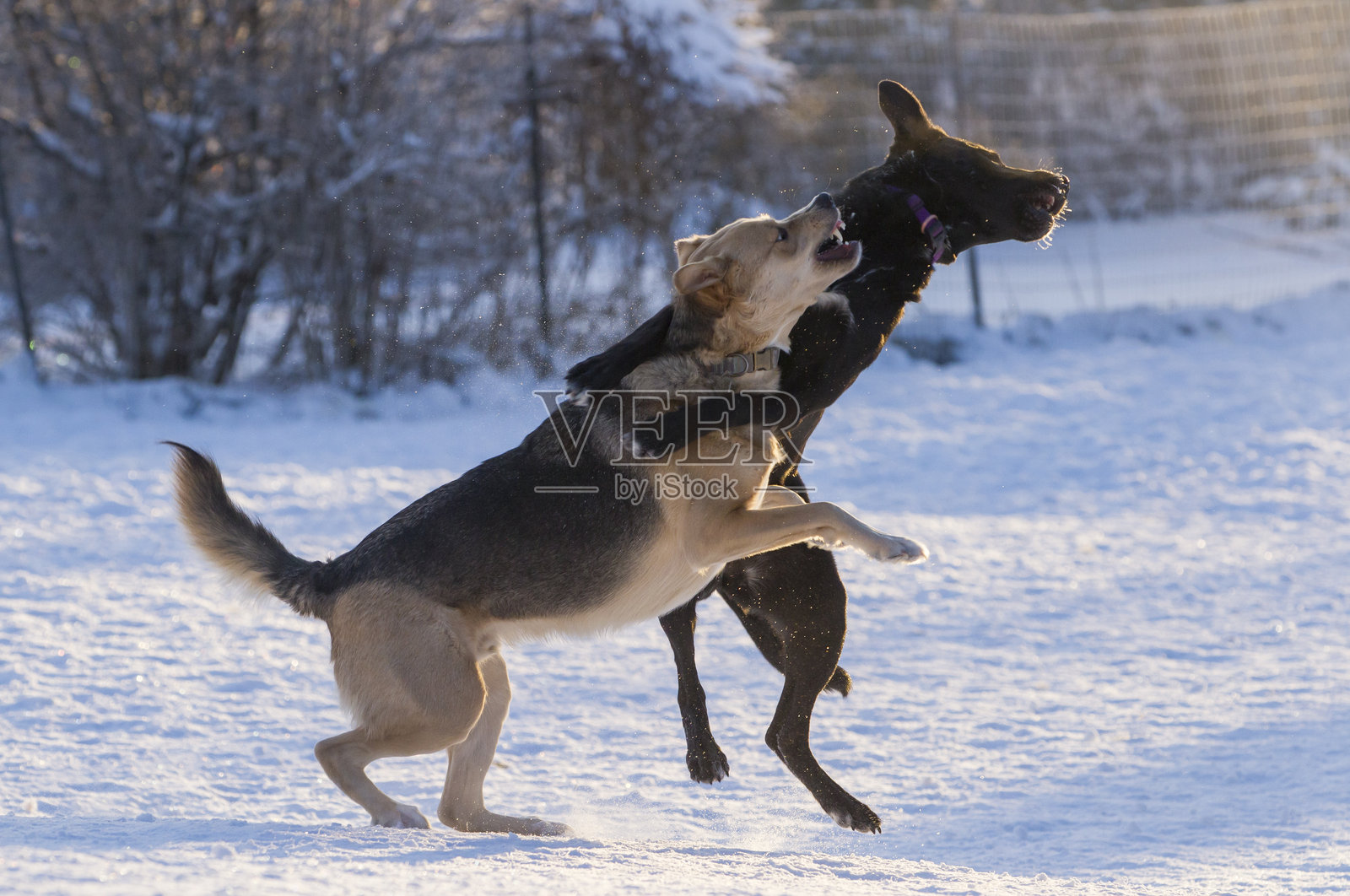两只狗在冬日的晨光中玩耍。照片摄影图片