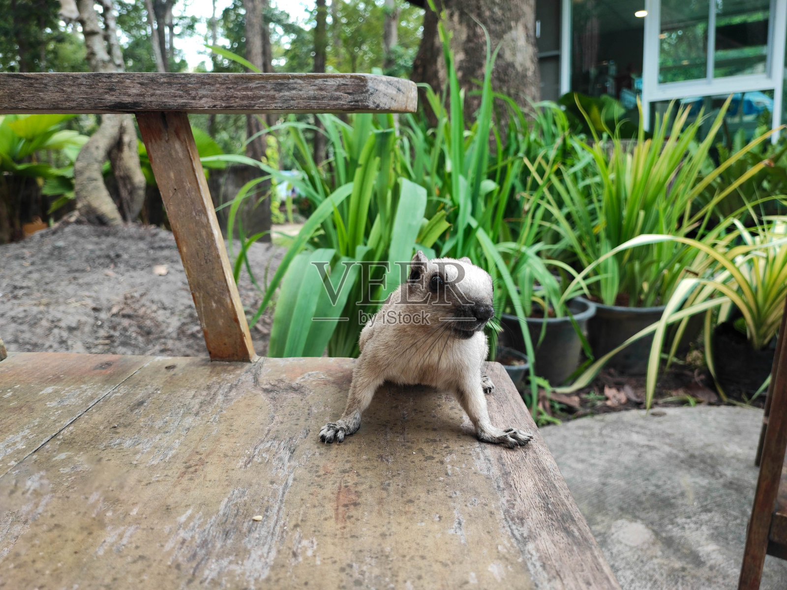 花园里可爱的白色松鼠嫌疑犯。照片摄影图片
