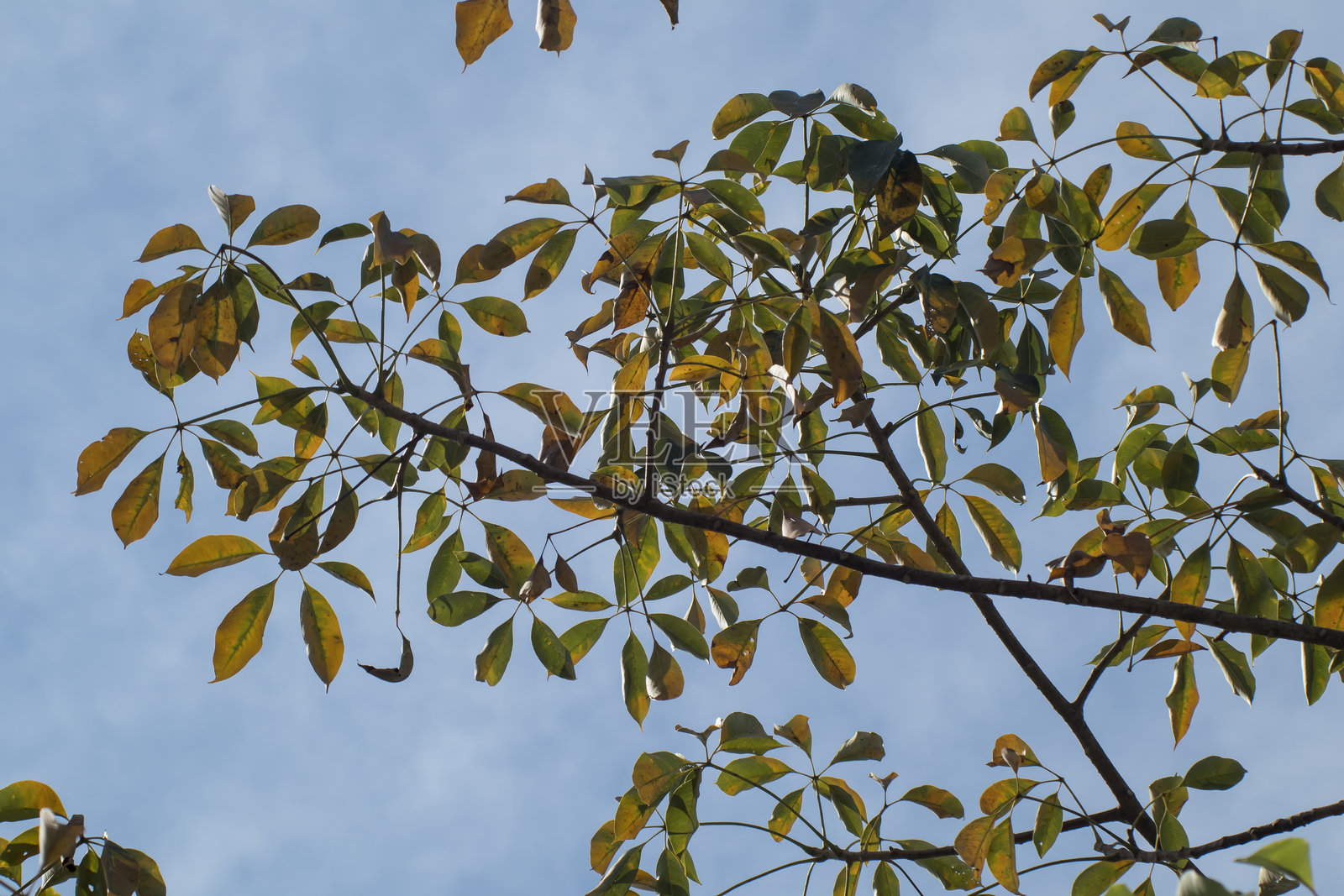 木棉叶照片摄影图片
