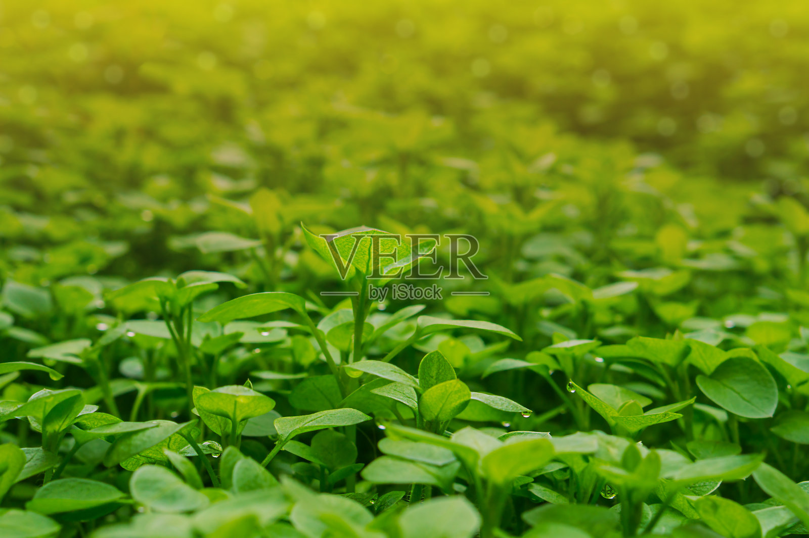 前景是带露珠的绿色植物，背景模糊，充满黄色光线，散焦的圆形虚化效果。自然环境适合放松、和谐和心理休息。照片摄影图片