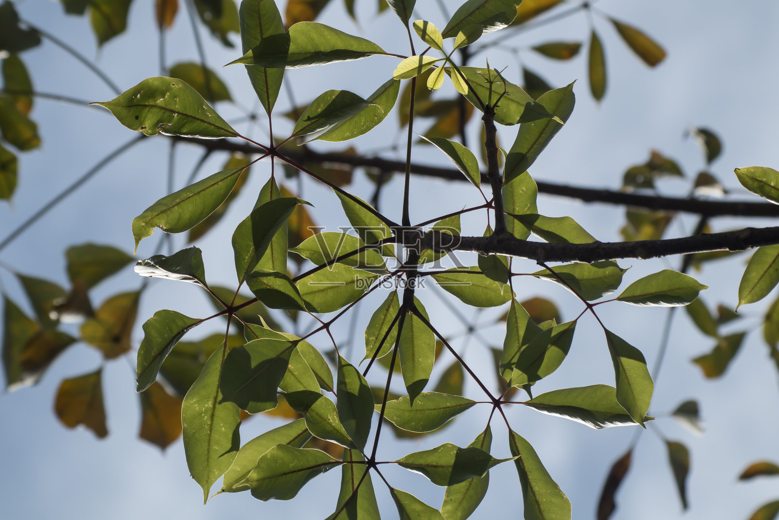 木棉叶照片摄影图片